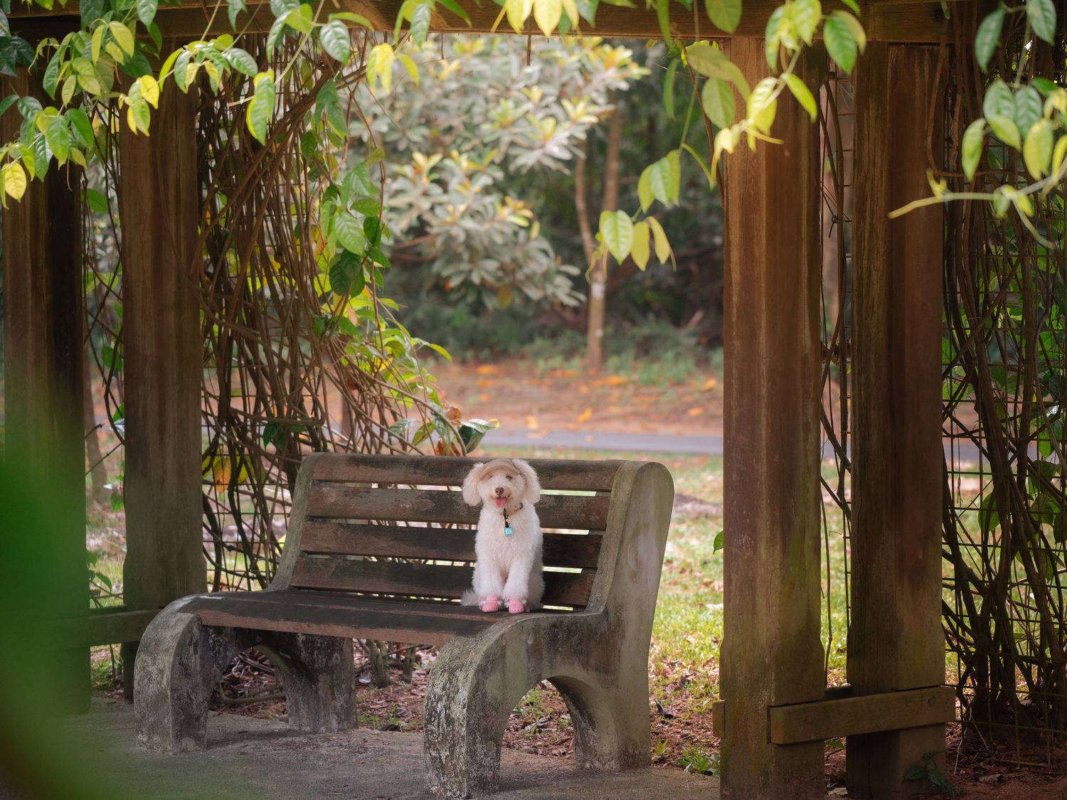 A white dog rests under a wooden pergola covered with green vines.