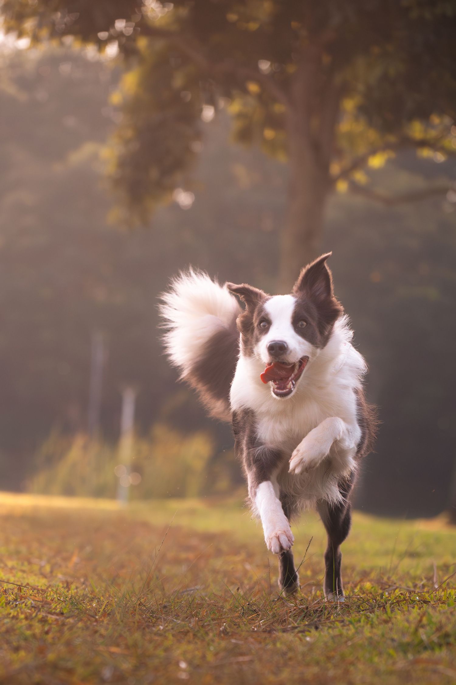 A joyful Border Collie runs through a sunlit park path, tongue out, tail raised, with golden trees in the background.