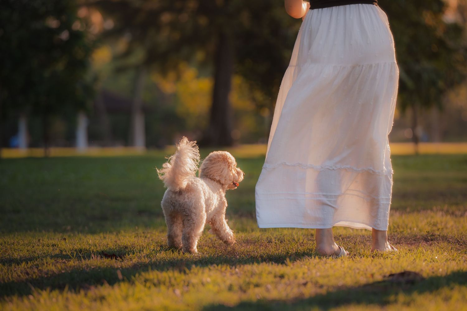 A woman in a white skirt walks with a fluffy beige poodle on green grass in a sunlit park.