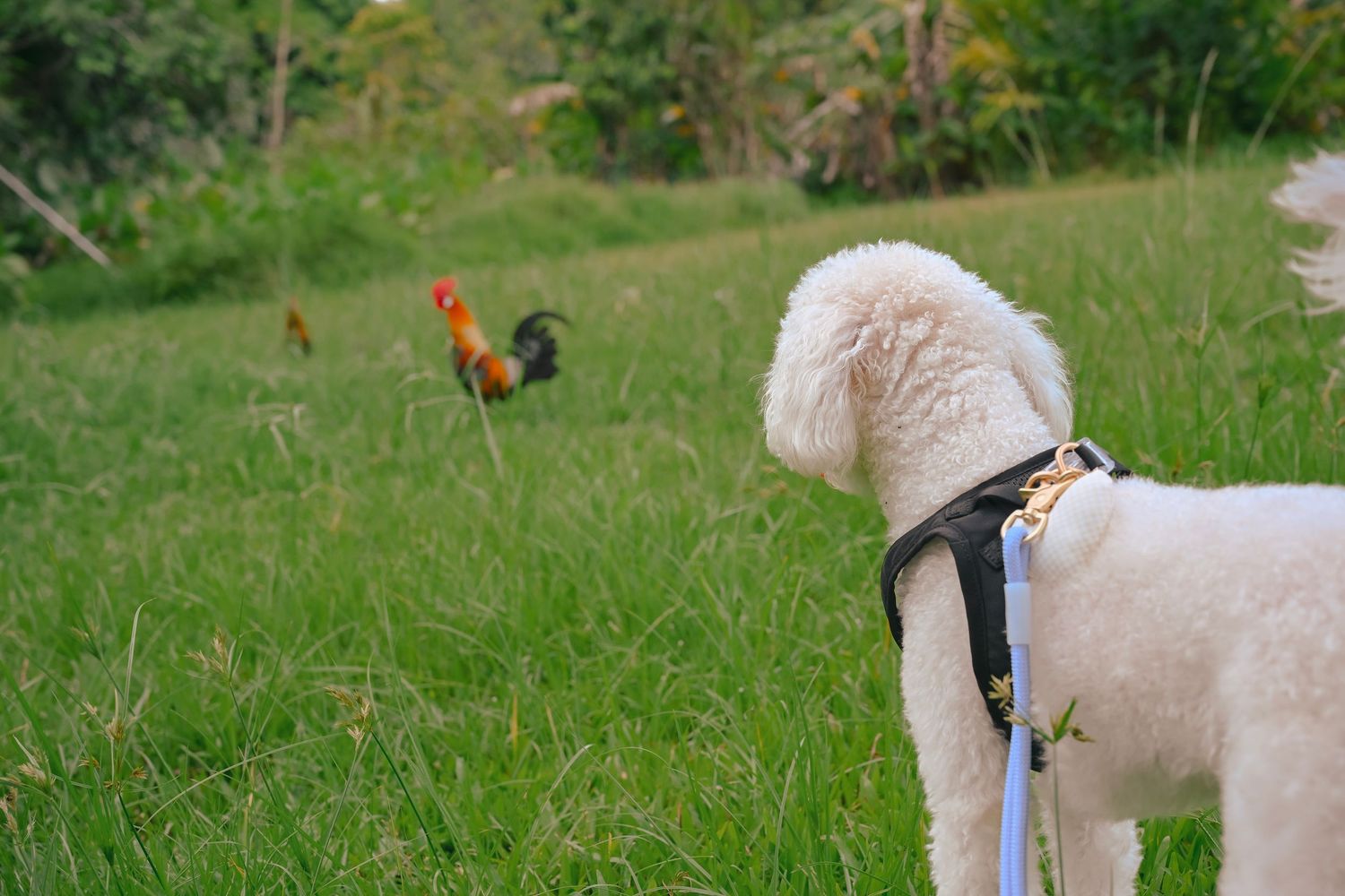 A white dog in a harness with a rooster visible in the background.