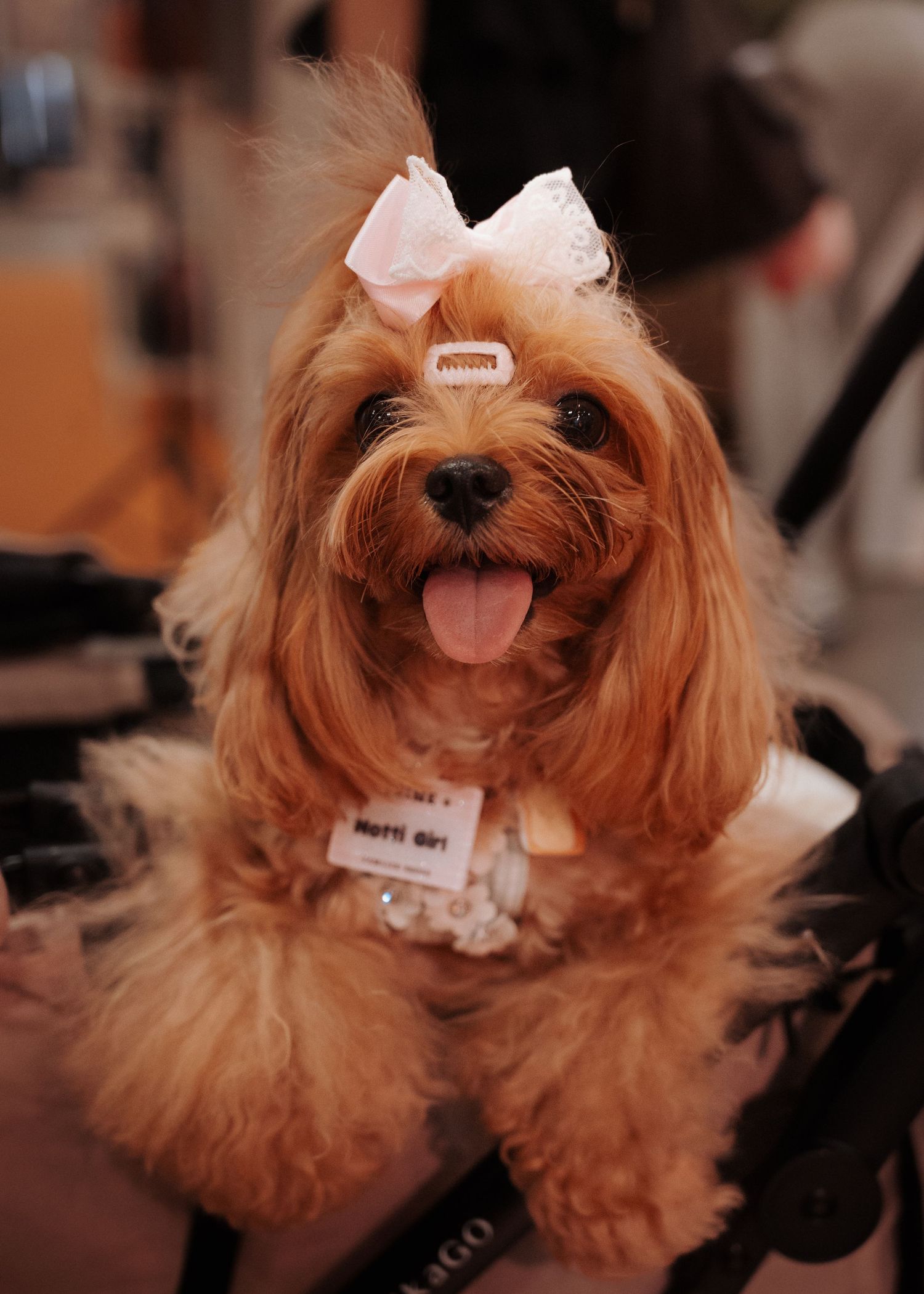 Brown dog wearing dental protective gear during a veterinary procedure.