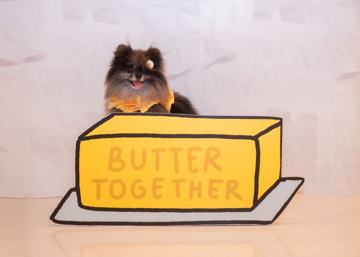 A Pomeranian dog sits behind a large prop butter block with the text Butter Together written on it.