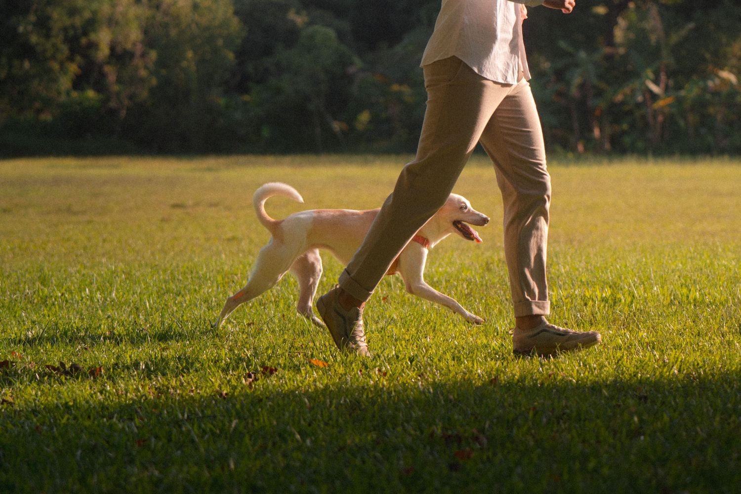 A person in khaki pants and boots plays with a white dog on a lush green grass field in warm sunlight.