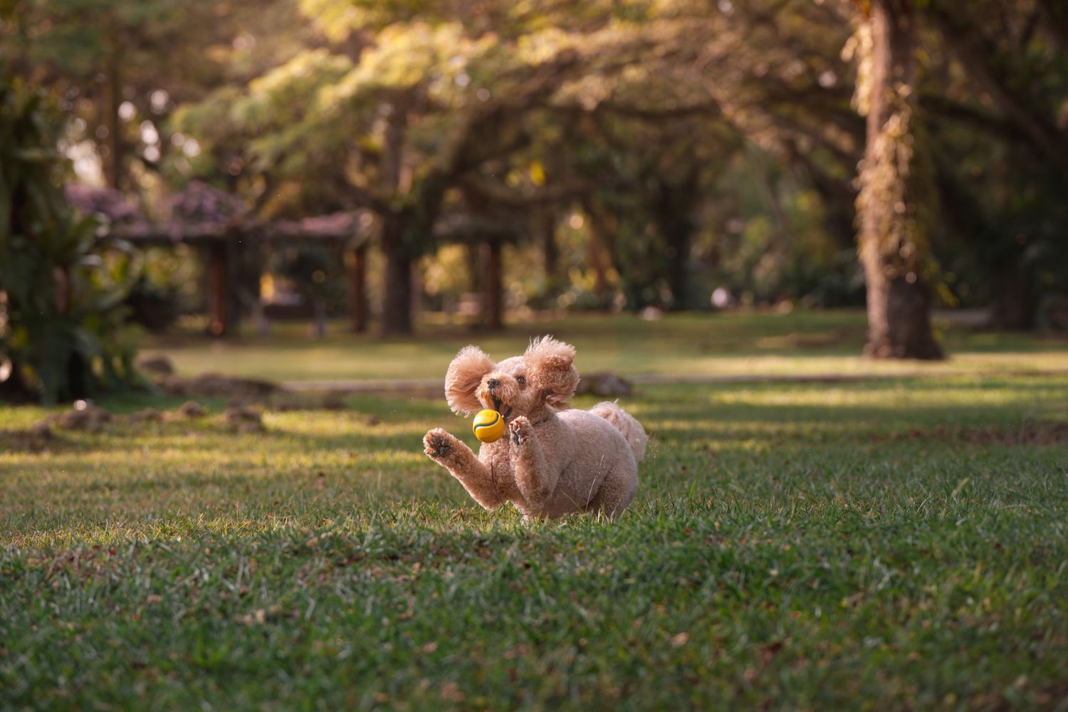 A fluffy golden poodle puppy runs across green grass in a sunny park, carrying a yellow ball in its mouth.
