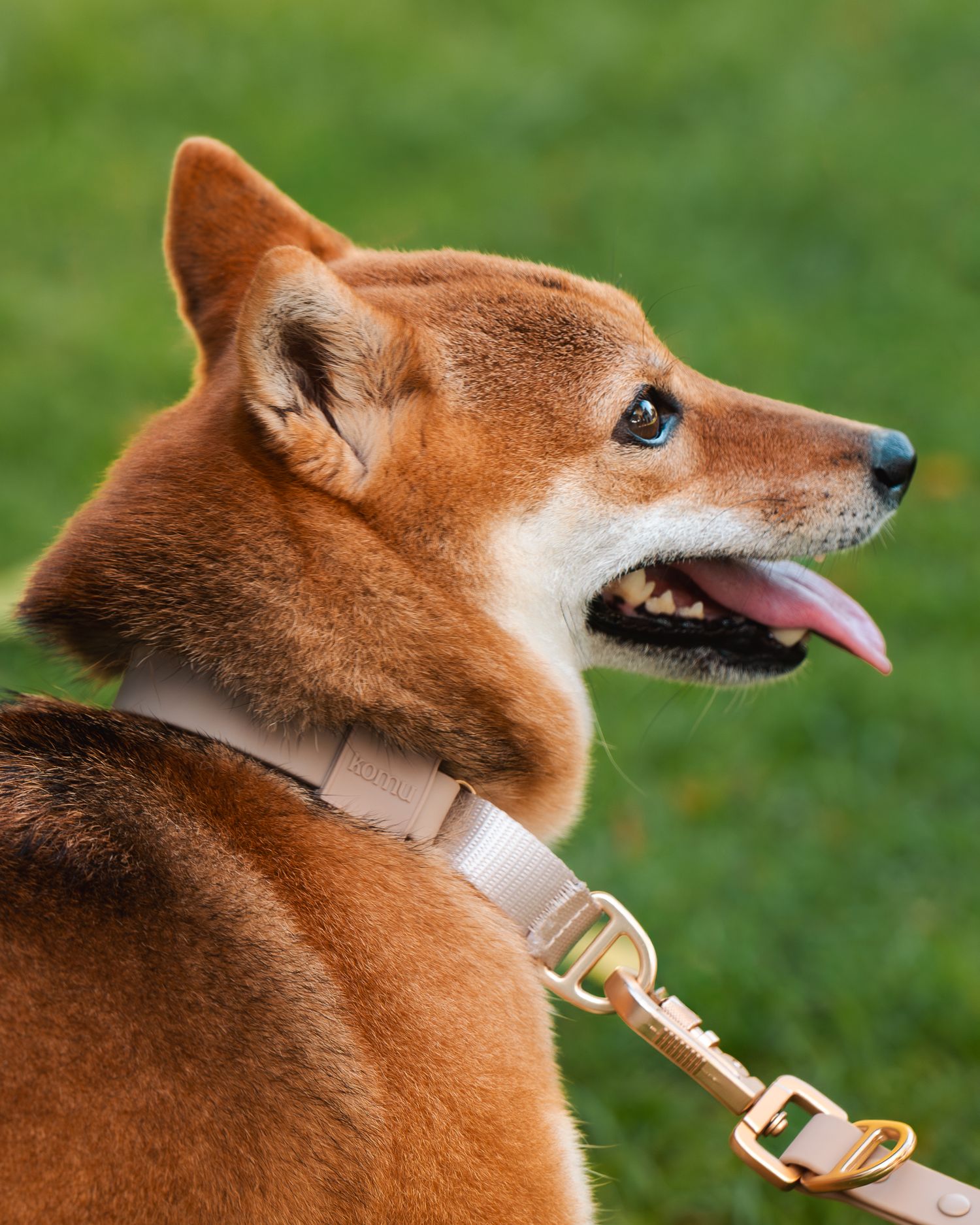 A close-up profile view of a reddish-brown Shiba Inu dog wearing a collar in an outdoor setting.