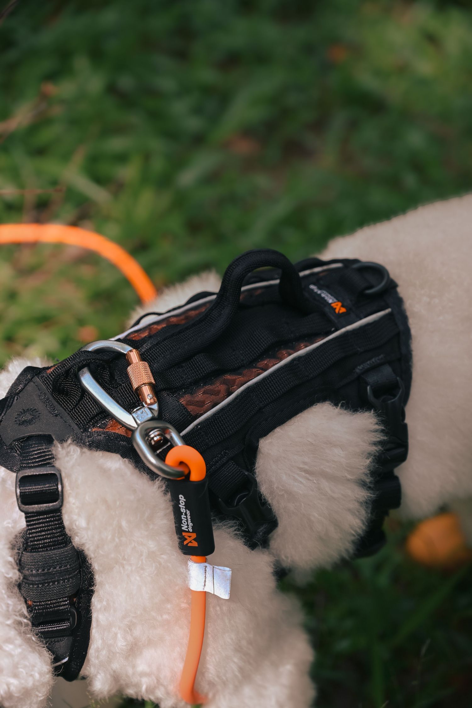 Detail shot of a black and orange harness worn by a white dog outdoors.