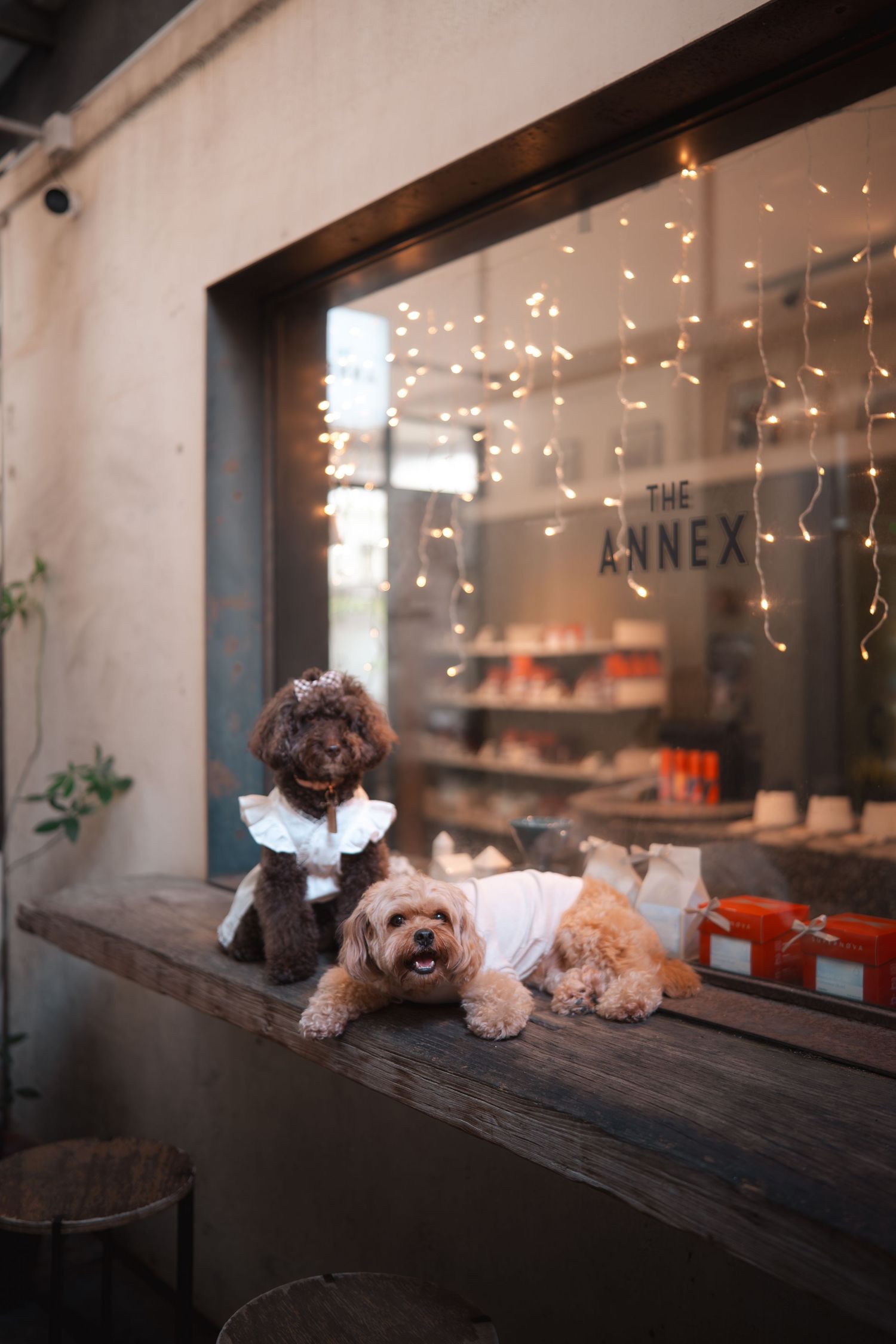 Three small dogs lounging on a wooden ledge by a window with twinkling lights in the background.