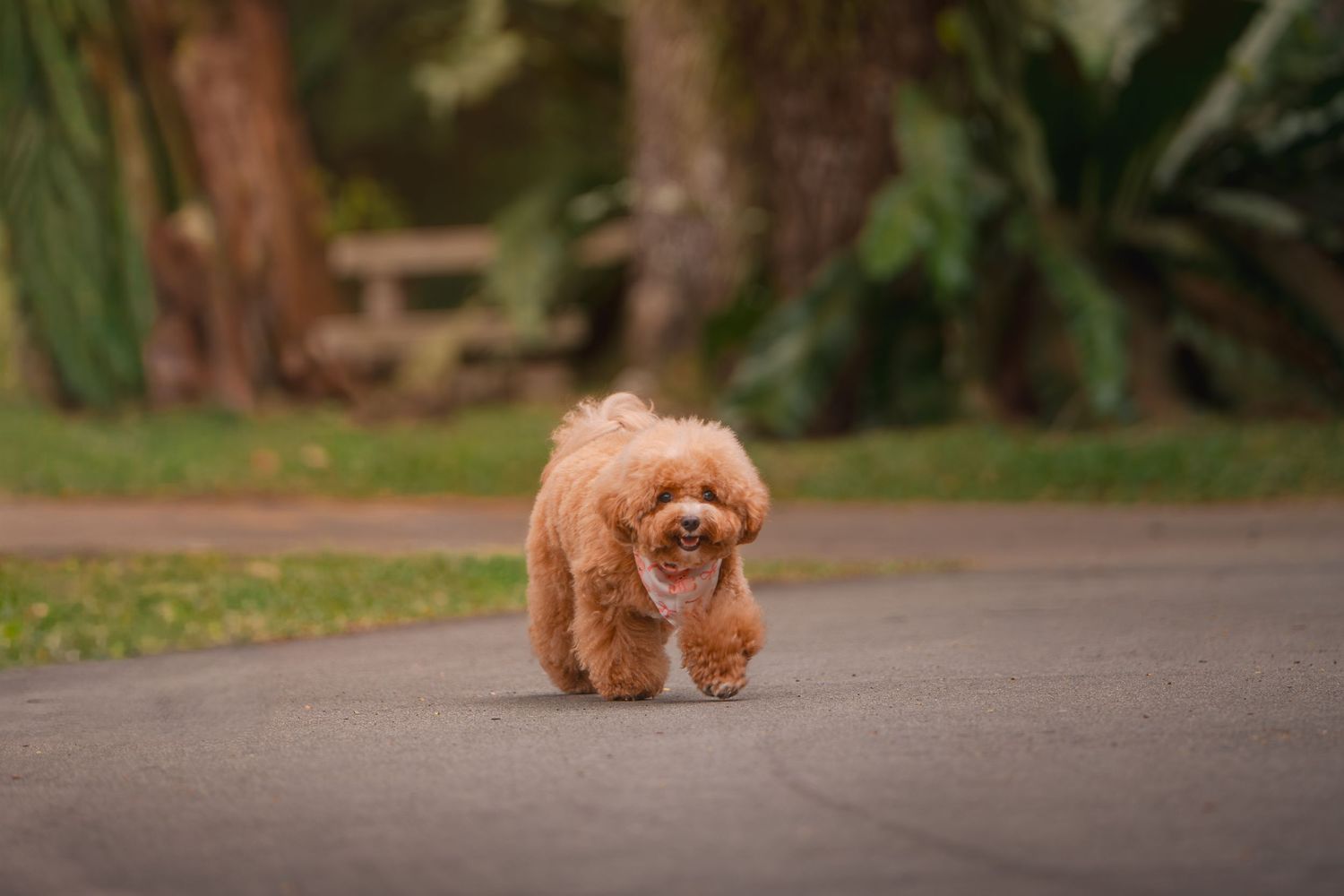 A small brown toy poodle puppy walking on a paved path surrounded by greenery.