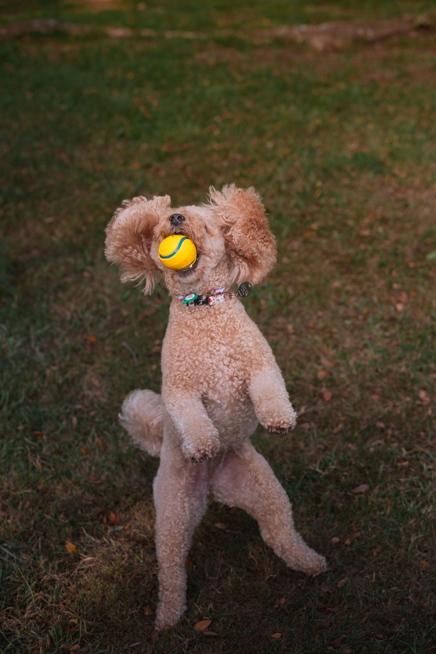 Fluffy golden poodle standing on hind legs catching a yellow tennis ball in its mouth on a green grass lawn.