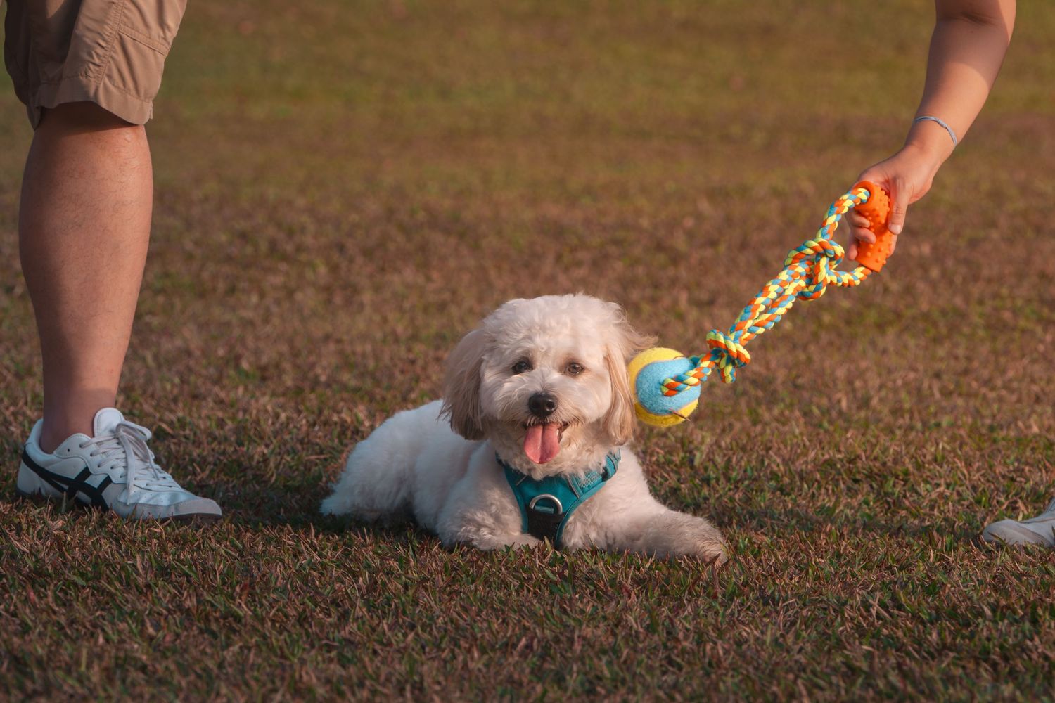 White fluffy puppy lying on grass playing with colorful rope toy held by person outdoors.