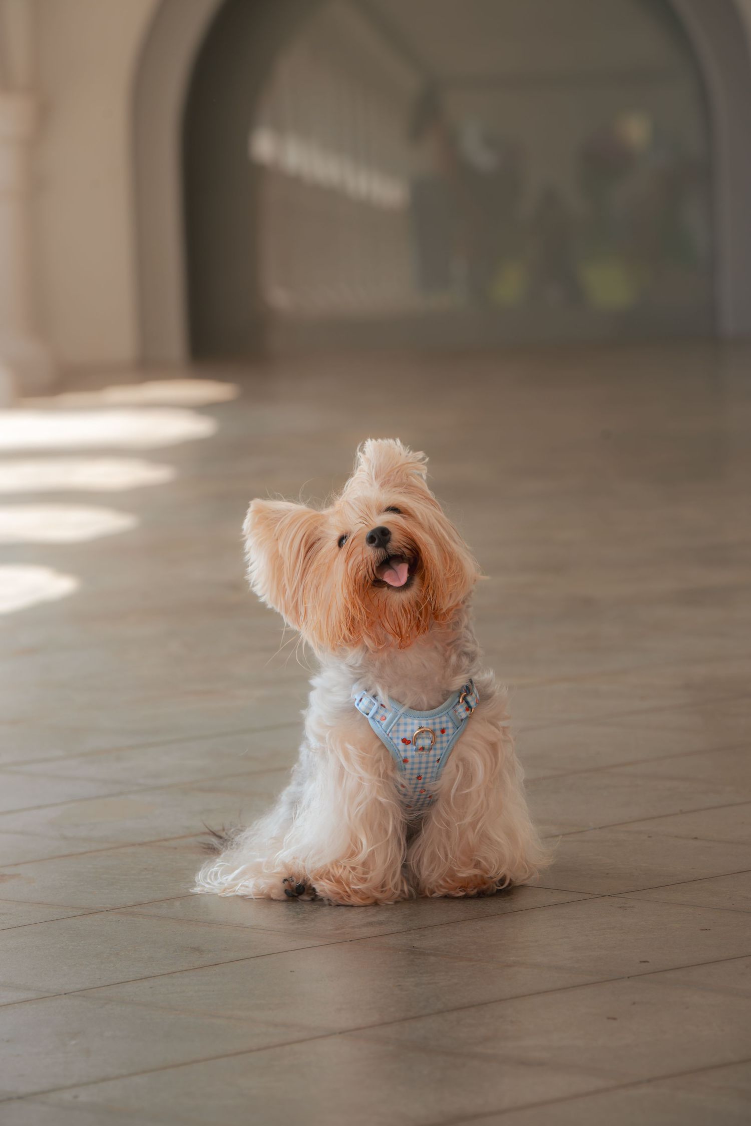 A fluffy Yorkshire Terrier wearing a blue harness sits happily on a tiled floor with mouth open in a bright indoor space.