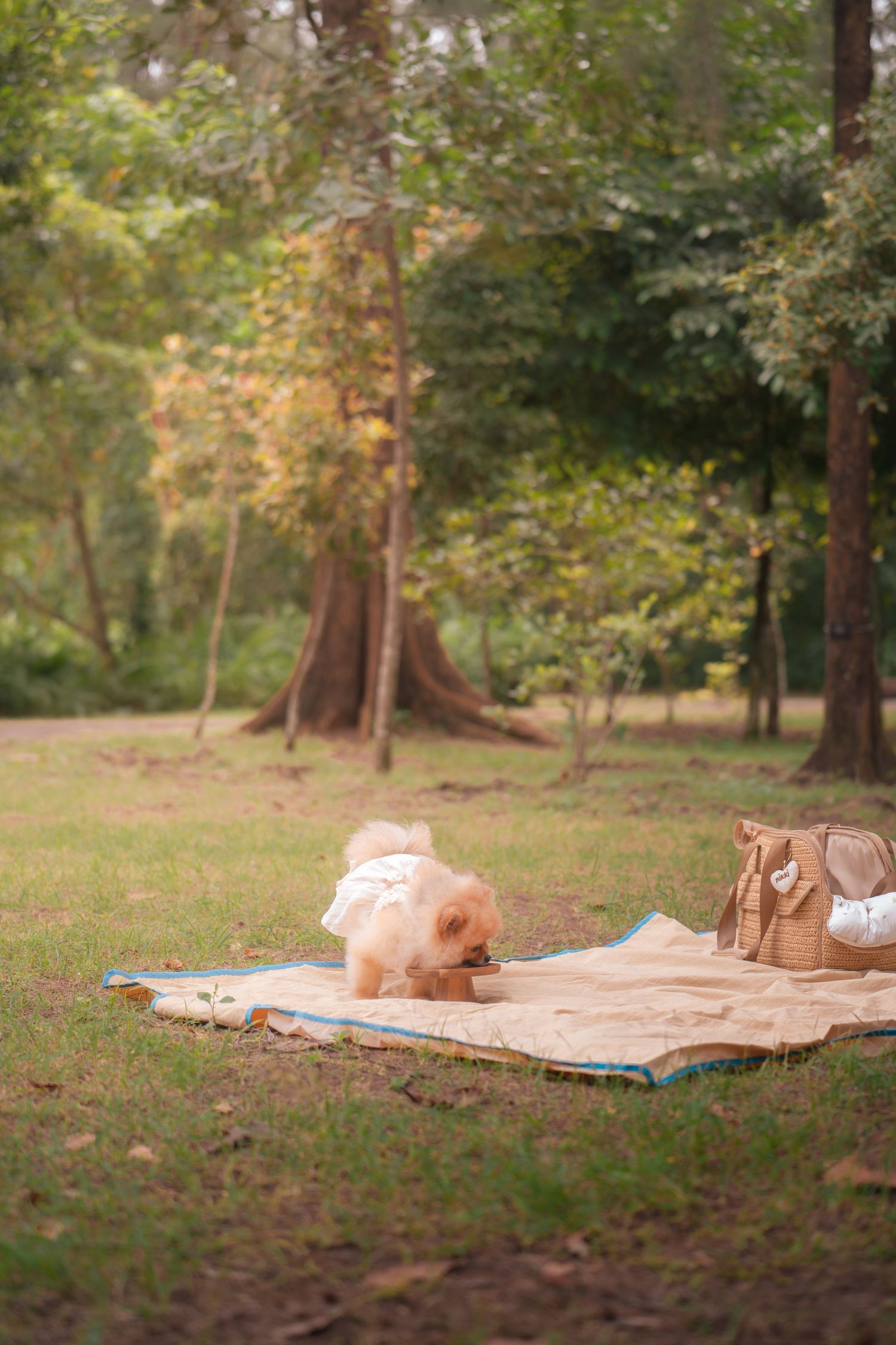 A fluffy golden dog explores a picnic blanket in a lush green park with tall trees in the background.