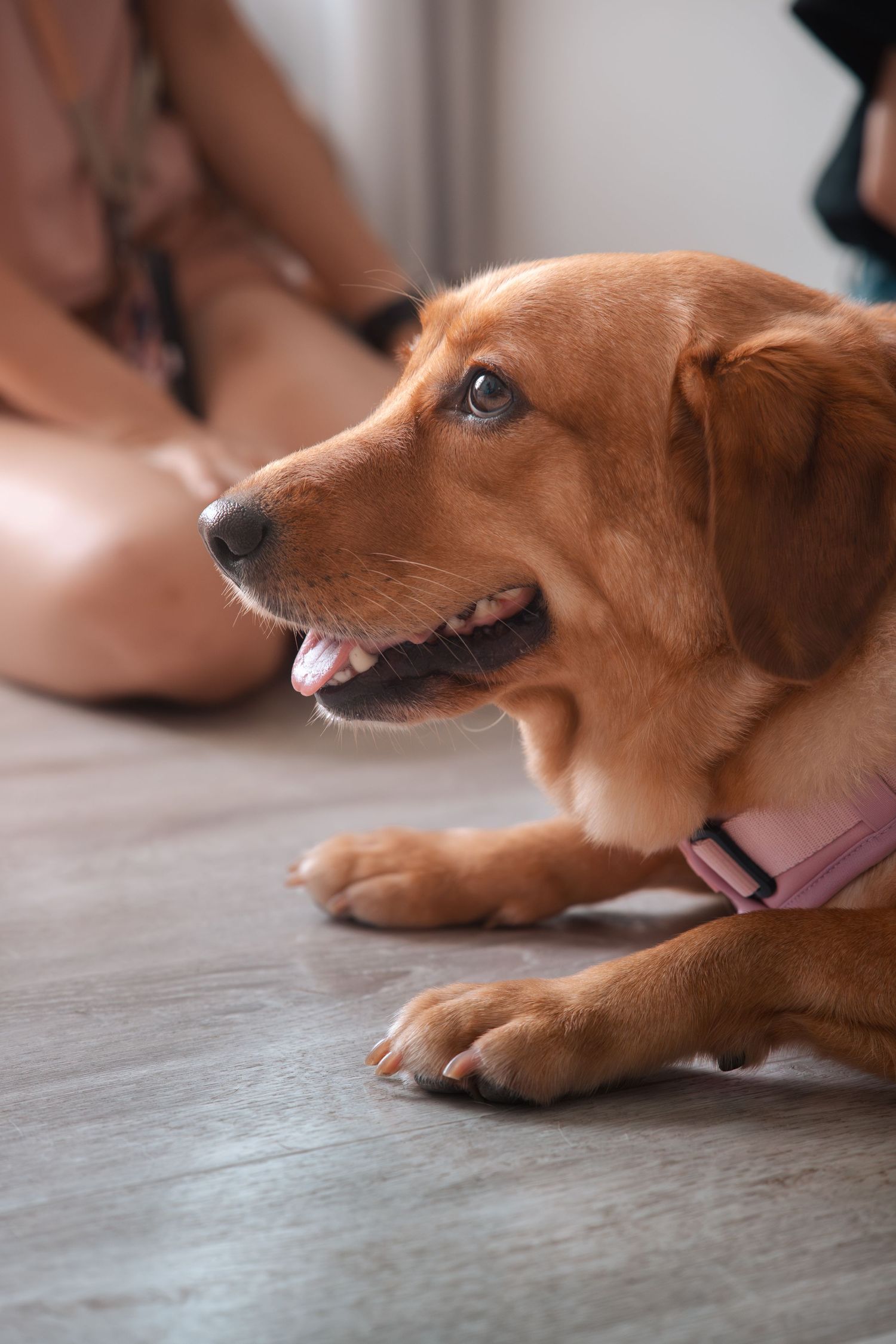 A brown puppy lies on a gray floor while getting its nails trimmed in a sequence of close-up shots.