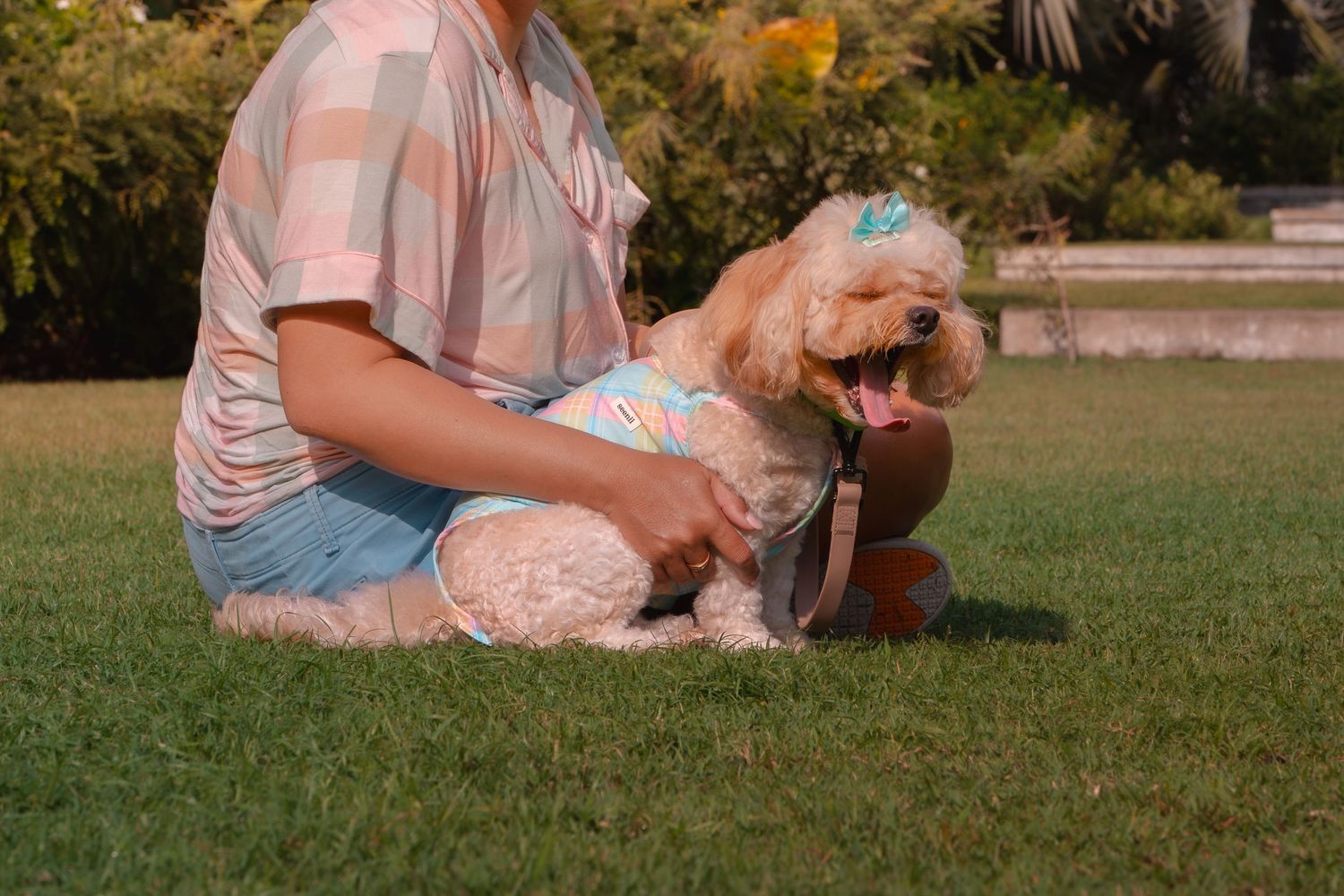 A small fluffy dog lies in the grass during a sunny afternoon photoshoot.