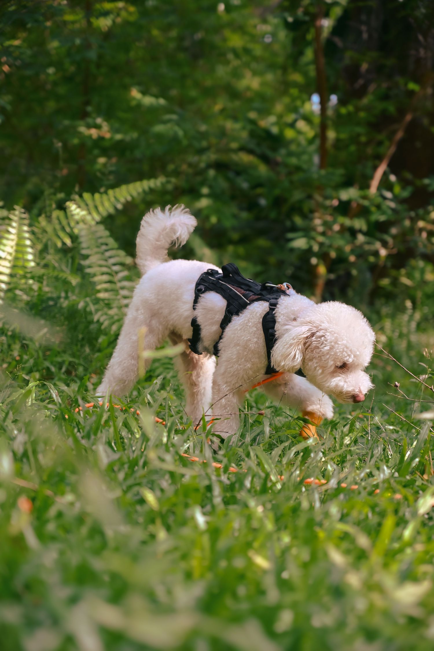 Small white dog wearing a harness playing in lush green grass.