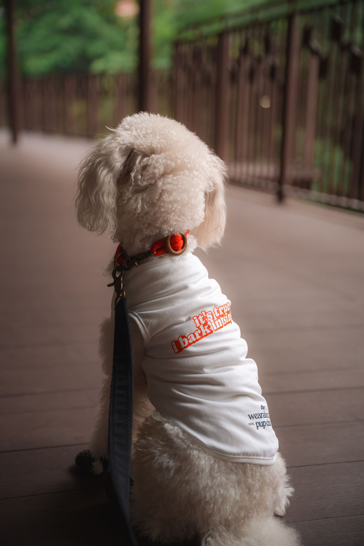 Small white poodle wearing a white branded dog shirt and red collar, sitting on a wooden deck outdoors.