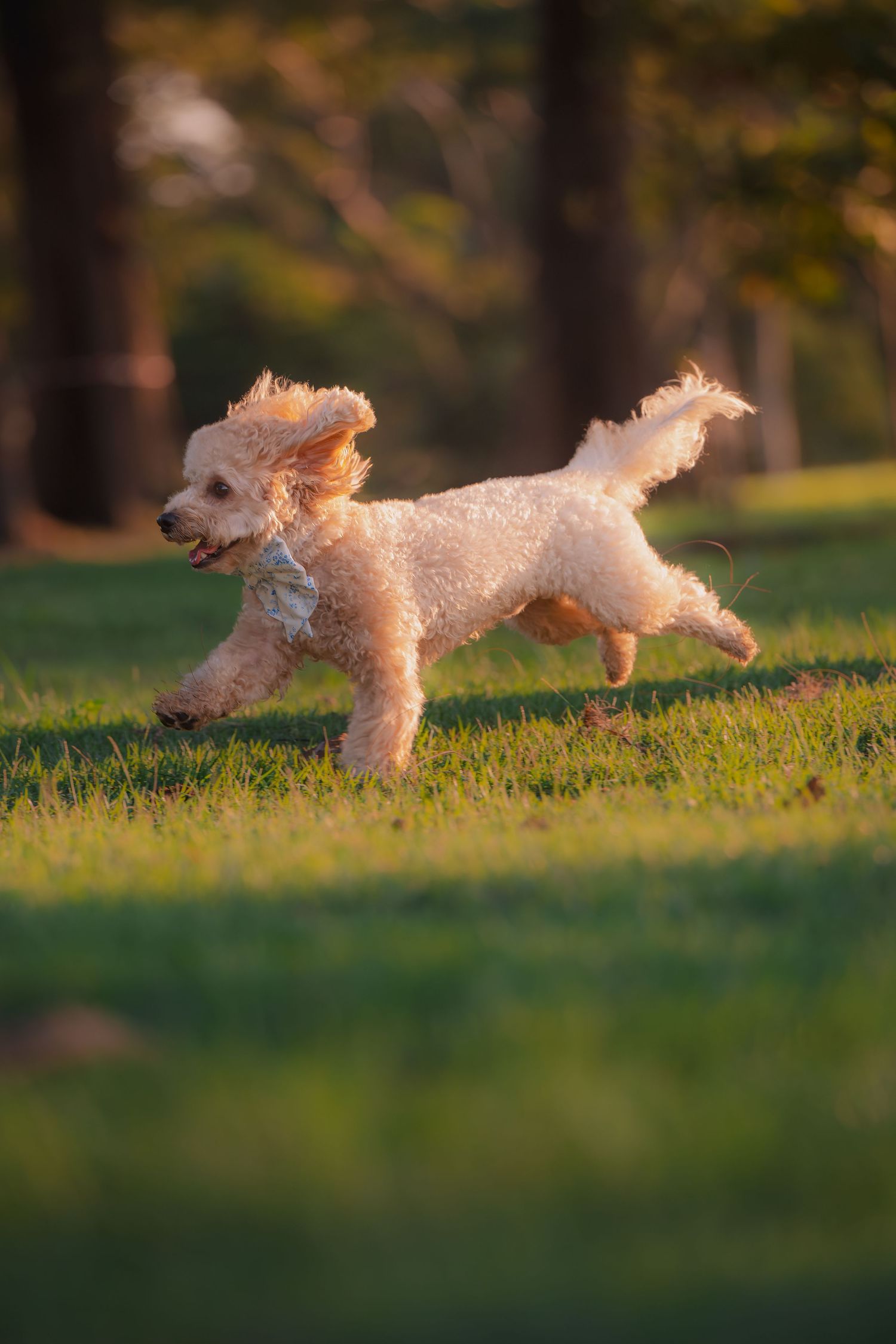 A fluffy cream poodle runs joyfully across lush green grass in a sunlit park.