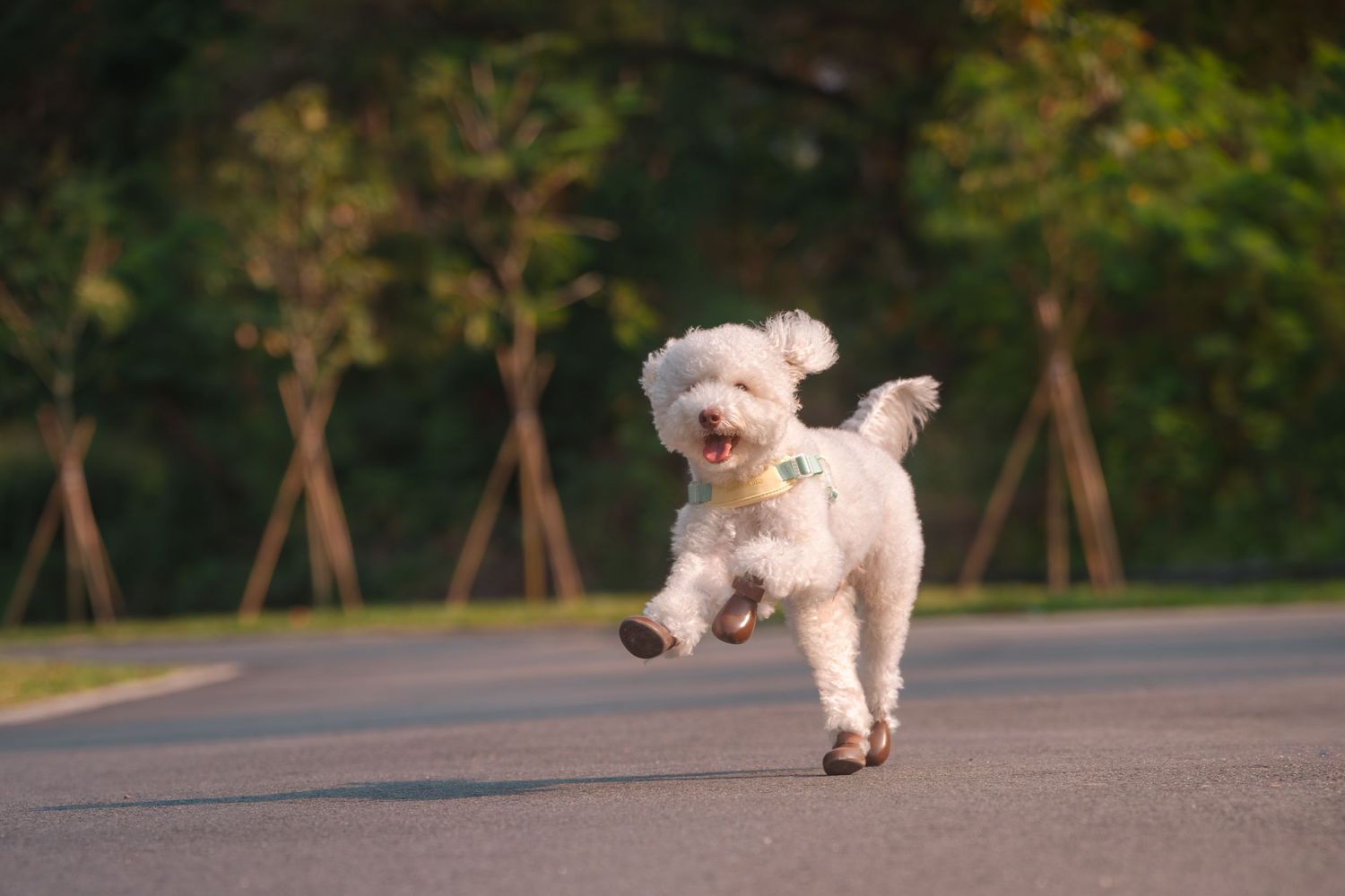 Small white dog running and jumping playfully on an outdoor path surrounded by trees and greenery.