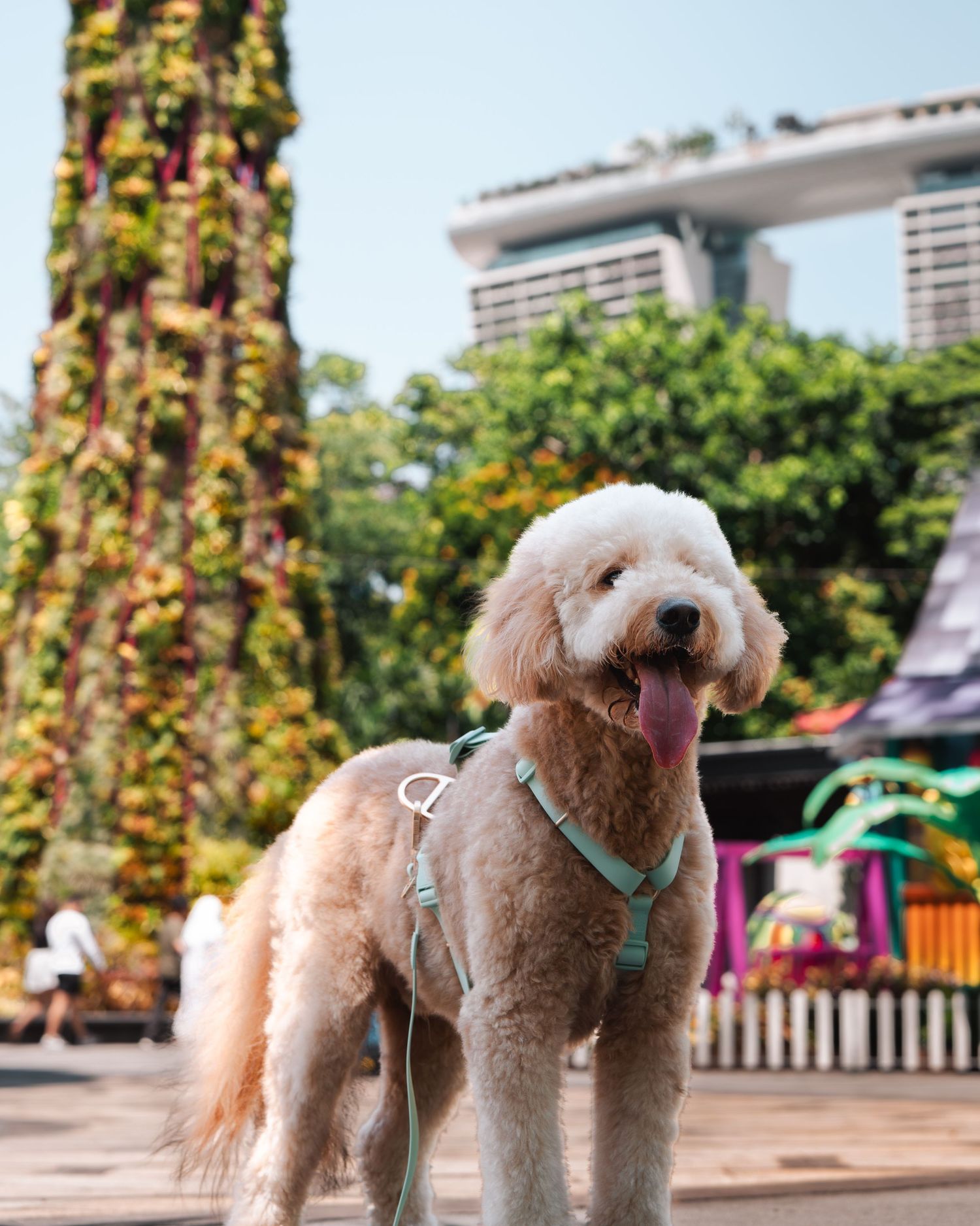 Fluffy goldendoodle dog wearing a teal harness poses in front of Marina Bay Sands in Singapore.