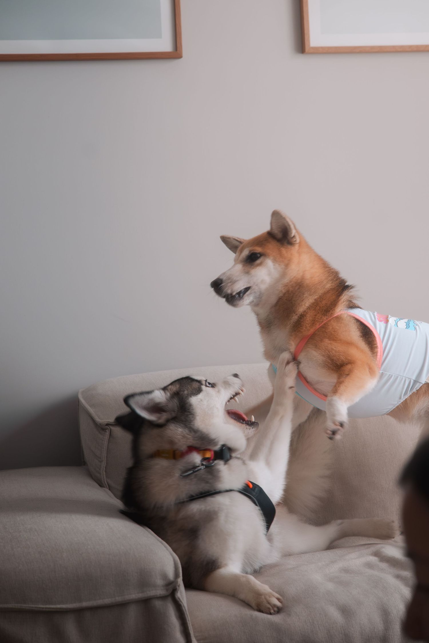 Two Shiba Inu dogs playing and interacting with each other while lounging on a gray couch.