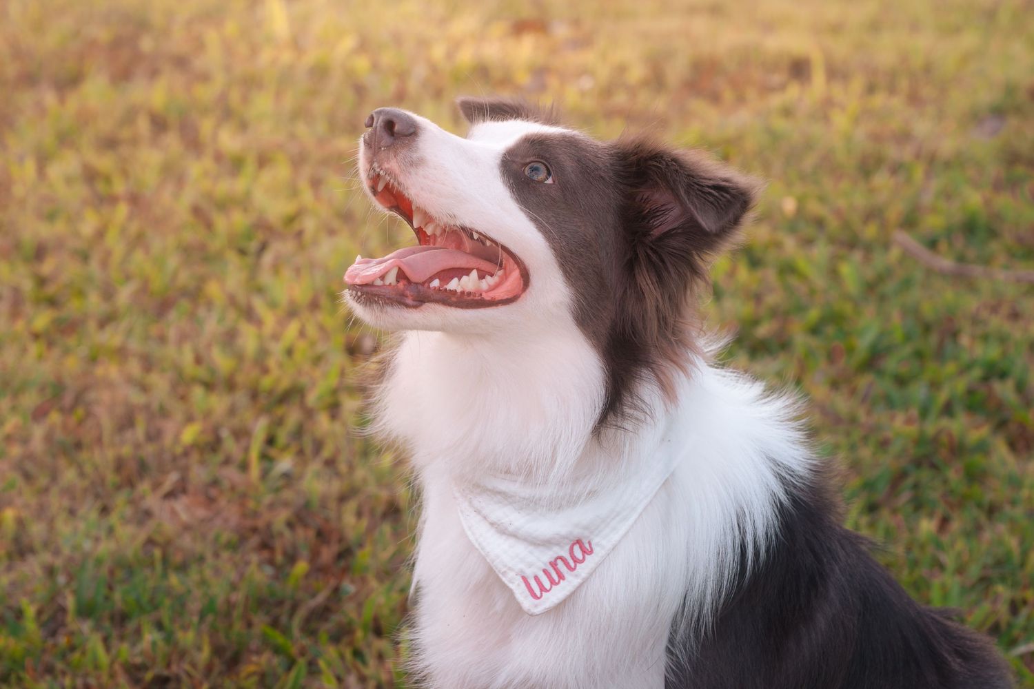 A happy Border Collie named Luna wearing a name bandana sits on green grass with mouth open.