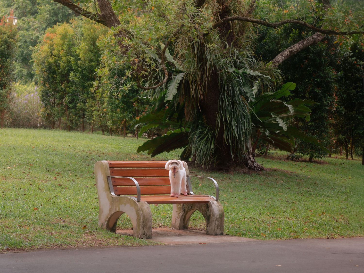 Outdoor park scene with trees and benches arranged along a curved path in autumn.
