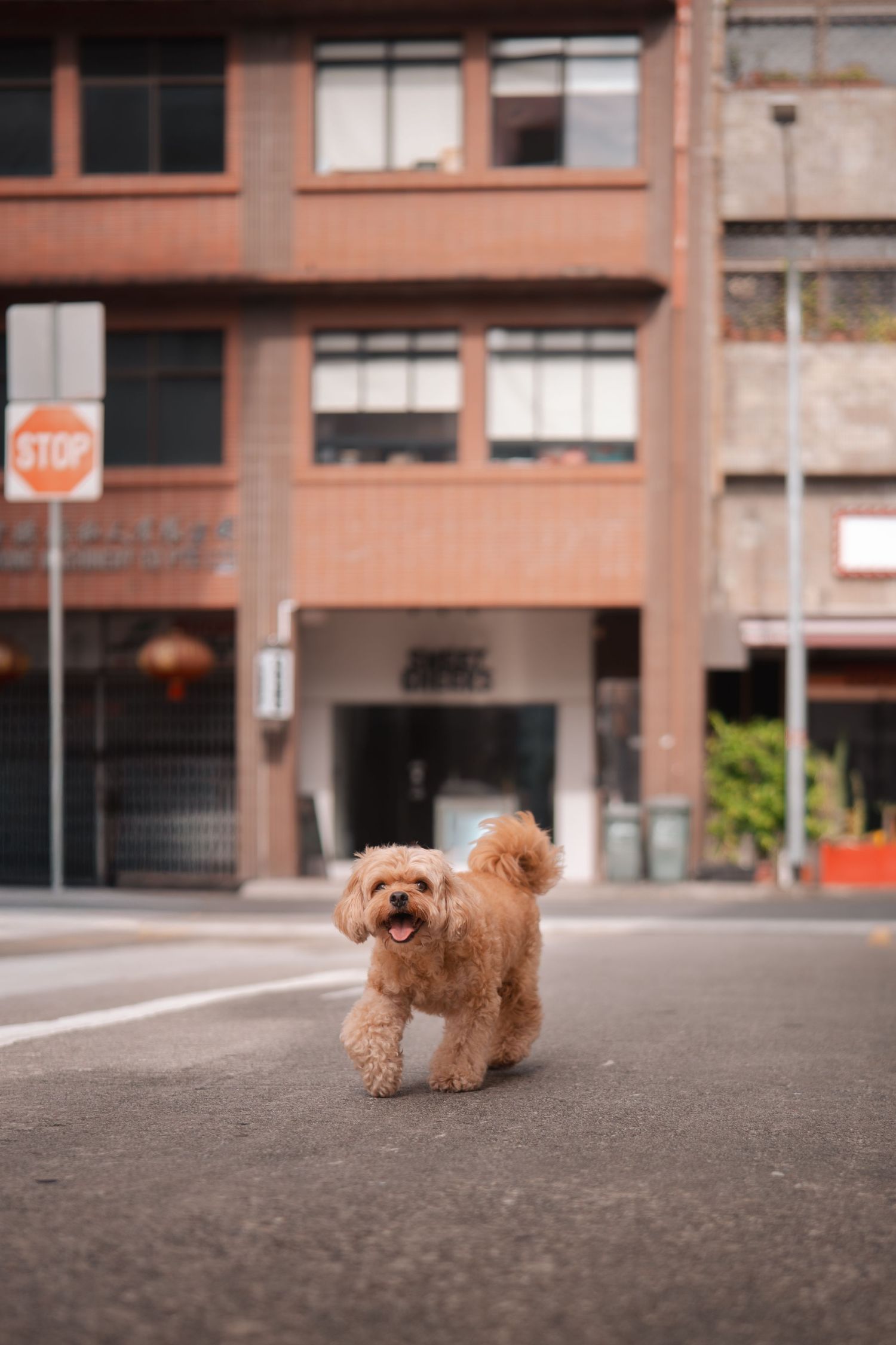 Small brown poodle walking across an urban parking lot with brick buildings in the background.