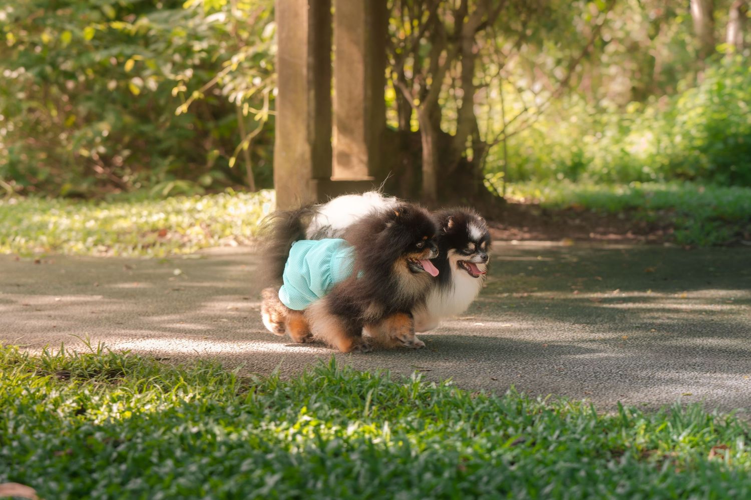 A fluffy dog running and playing in a sunny park with green foliage.