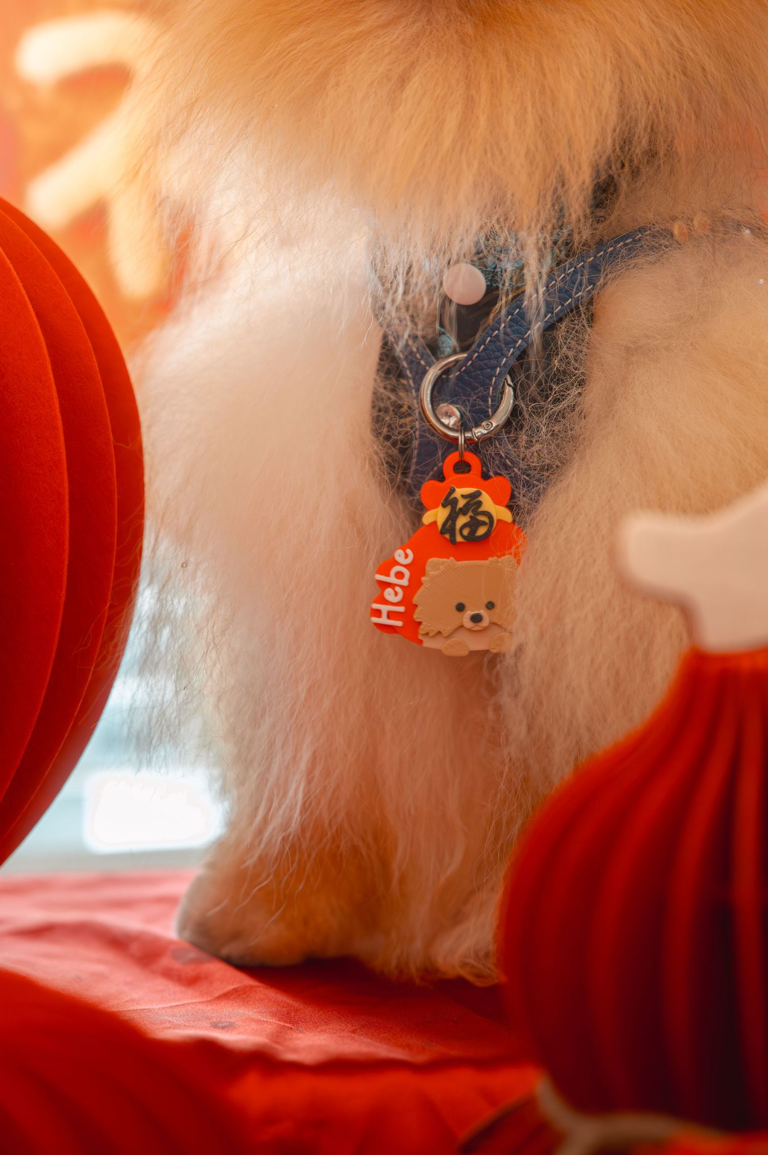 Fluffy white Pomeranian dog wearing a blue collar with an orange Chinese lucky charm tag named Hebe.