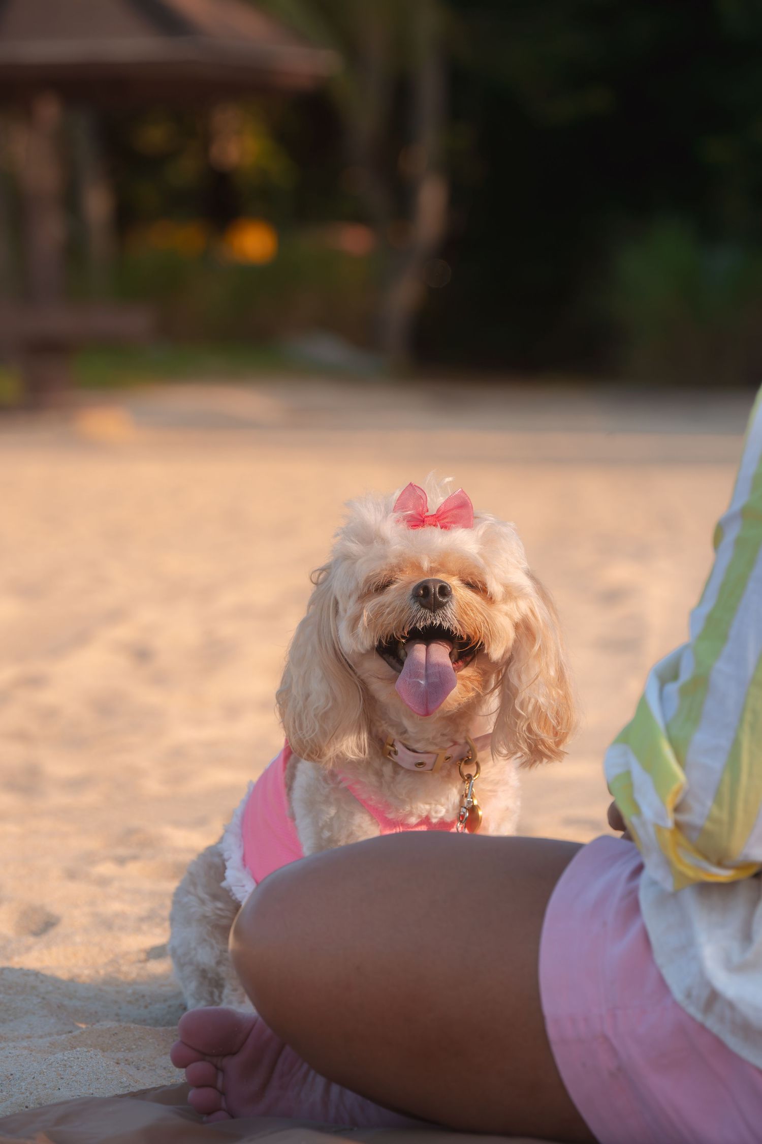 A fluffy dog wearing a pink bow and dress sits on sandy beach, tongue out, beside a person in pink shorts.