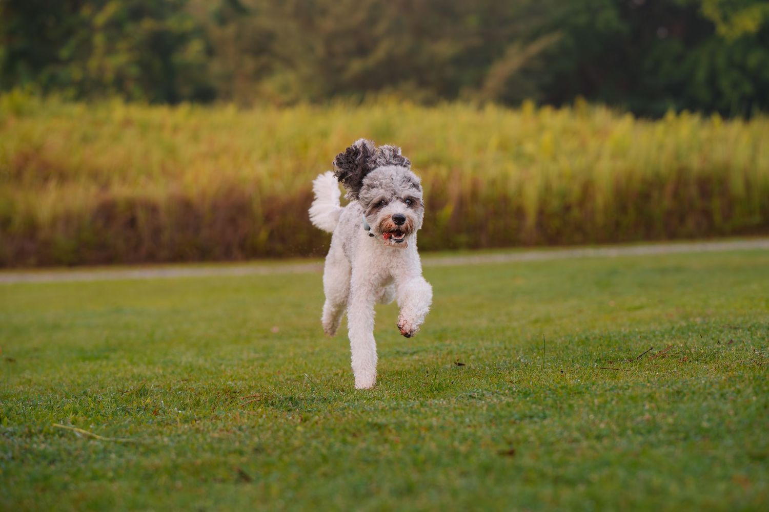 Fluffy white and gray dog joyfully running across a lush green lawn with golden grass in the background.