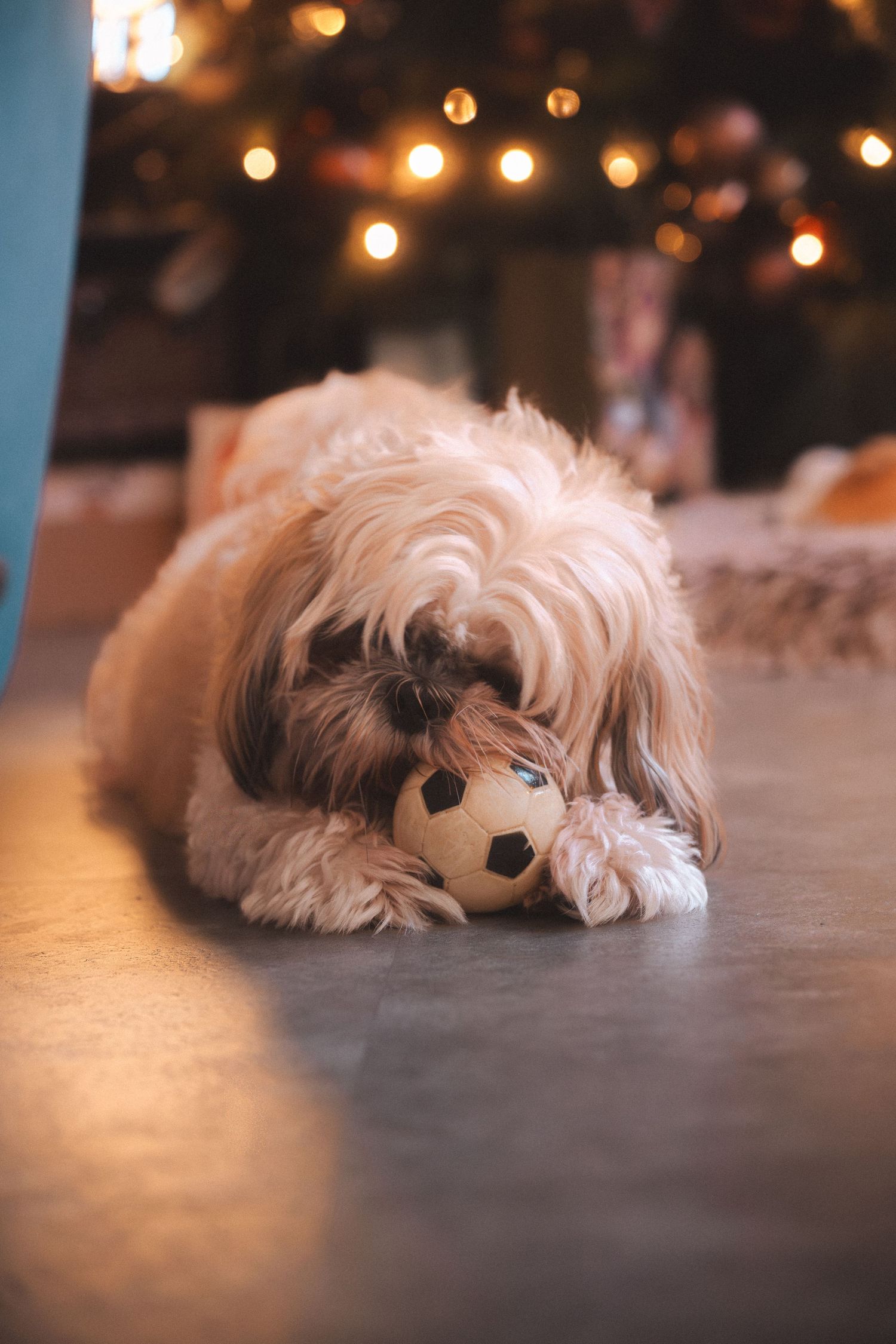 Small white dog sleeping peacefully on wooden floor with bokeh lights in the background.