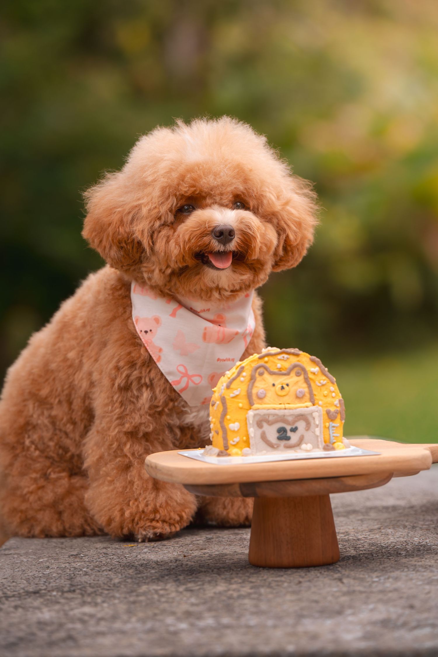 A brown toy poodle dog curiously investigates a plate with food while wearing a cute yellow bandana.