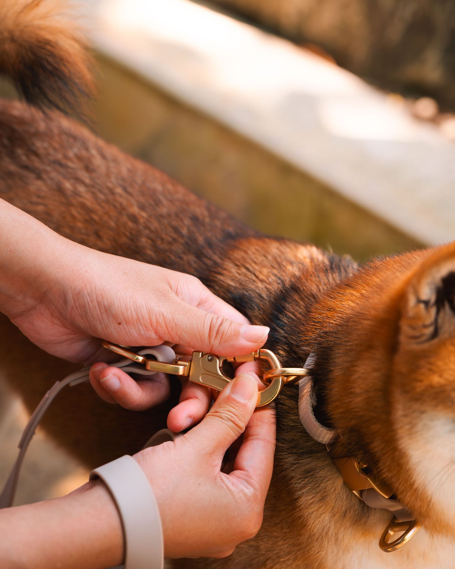 Hands carefully adjusting and securing a grey collar on a dog.