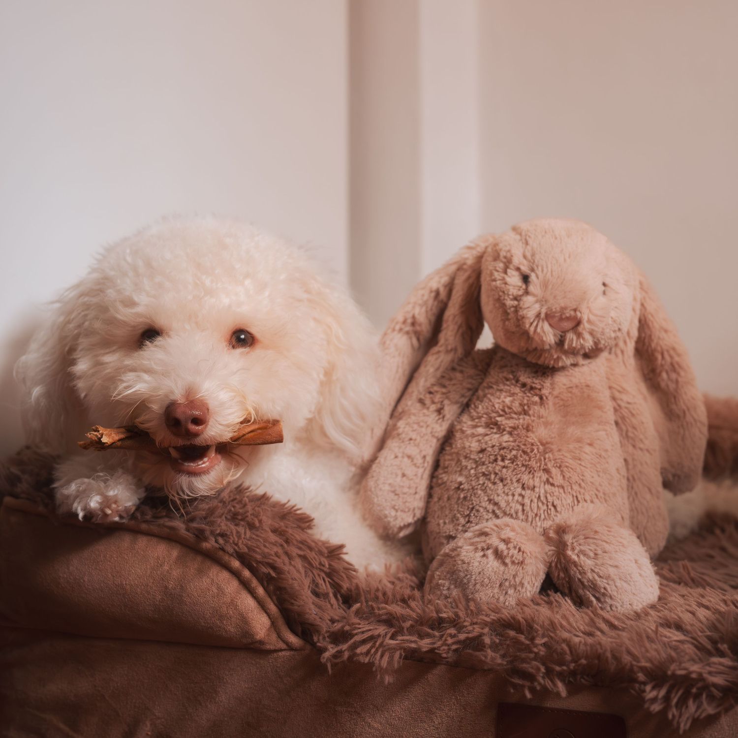 White fluffy dog resting on brown plush blanket with stuffed toy.