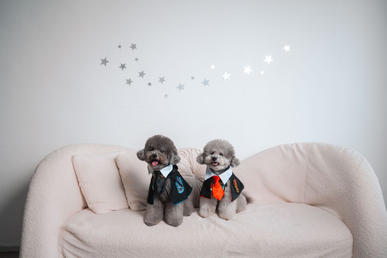 Two small fluffy dogs in formal suits sitting on a pink sofa with star wall decals behind them.