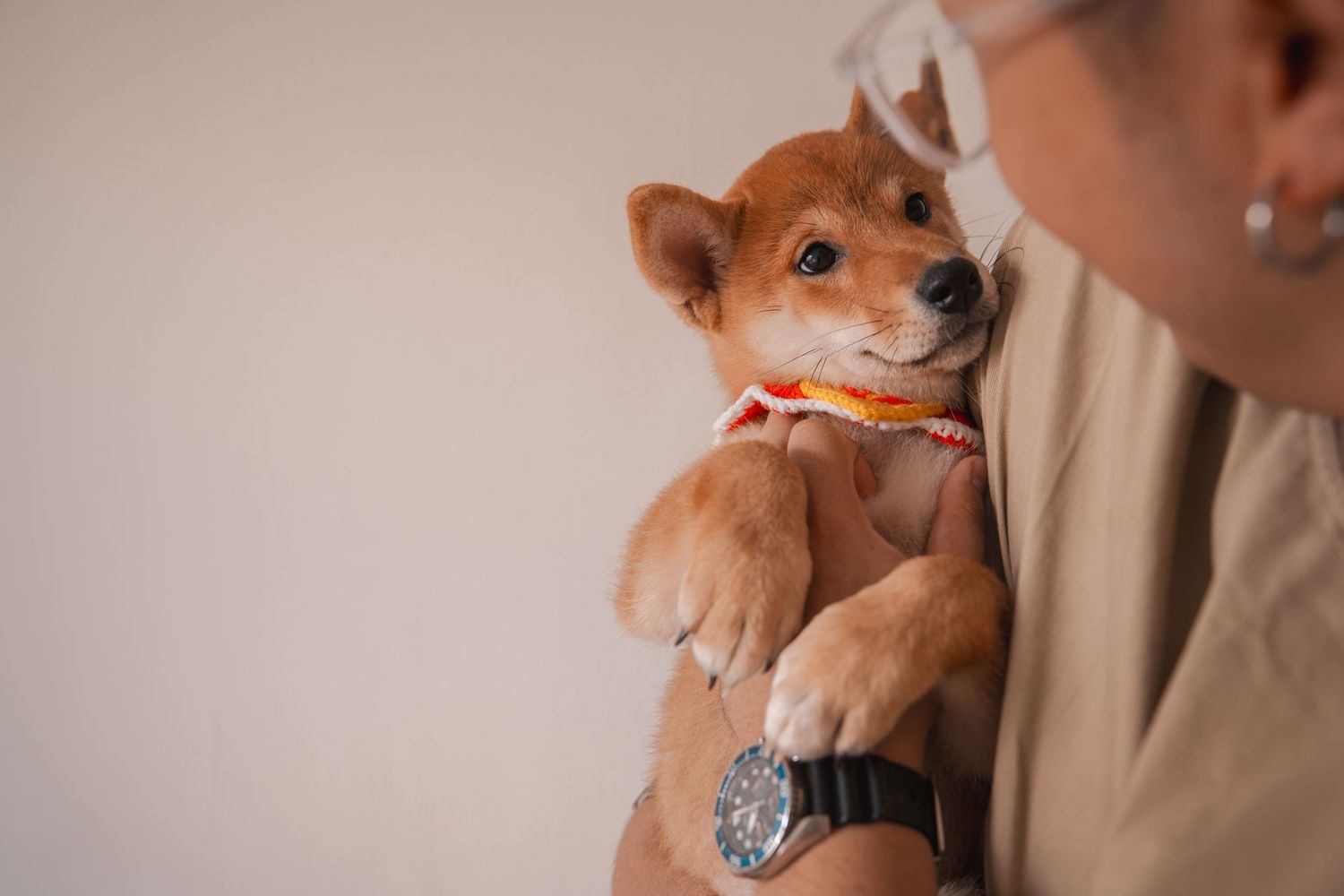 A person holds an adorable Shiba Inu puppy wearing a colorful collar, against a neutral background.