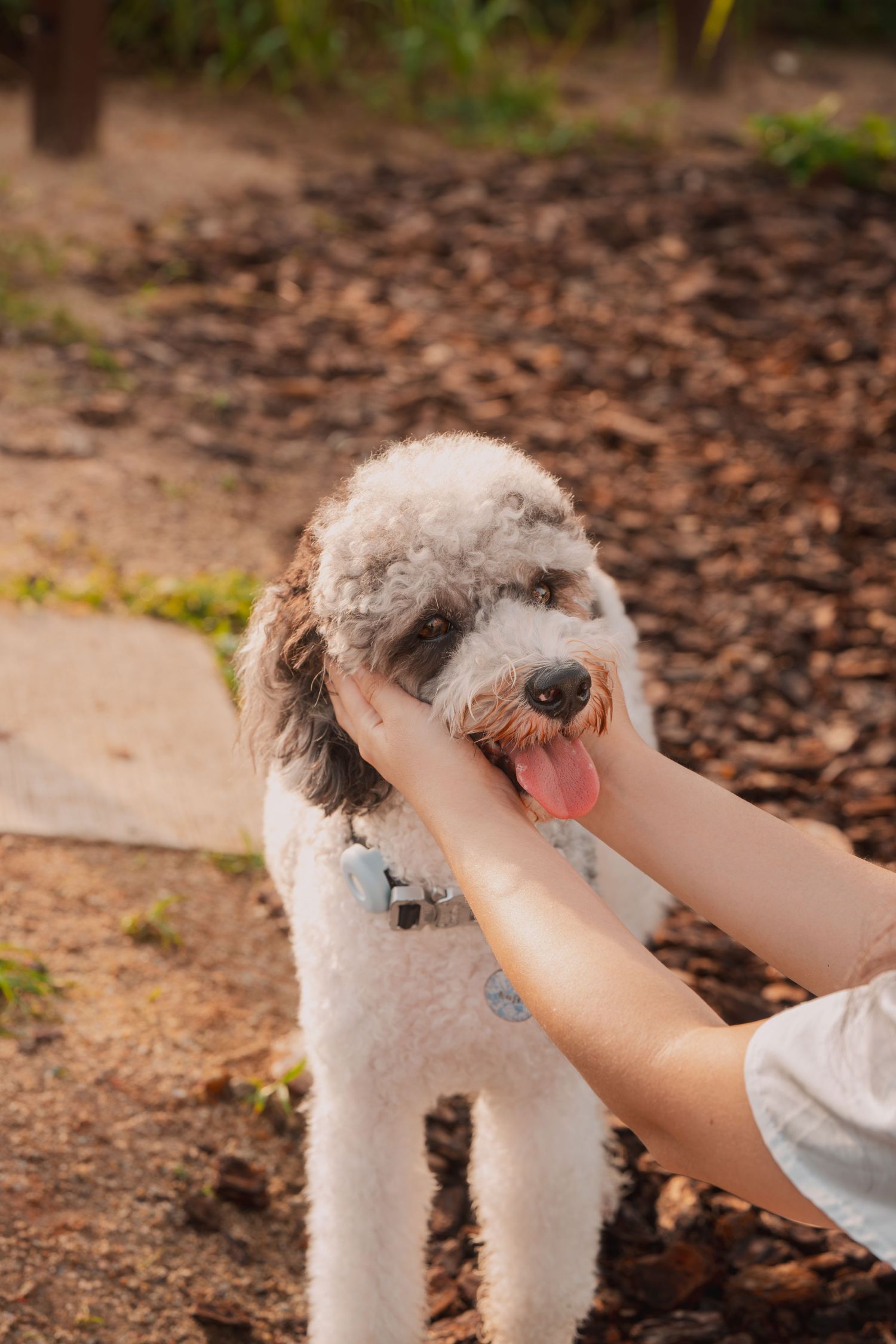 A fluffy white and gray poodle mix happily getting its head scratched outdoors on a sunny day.