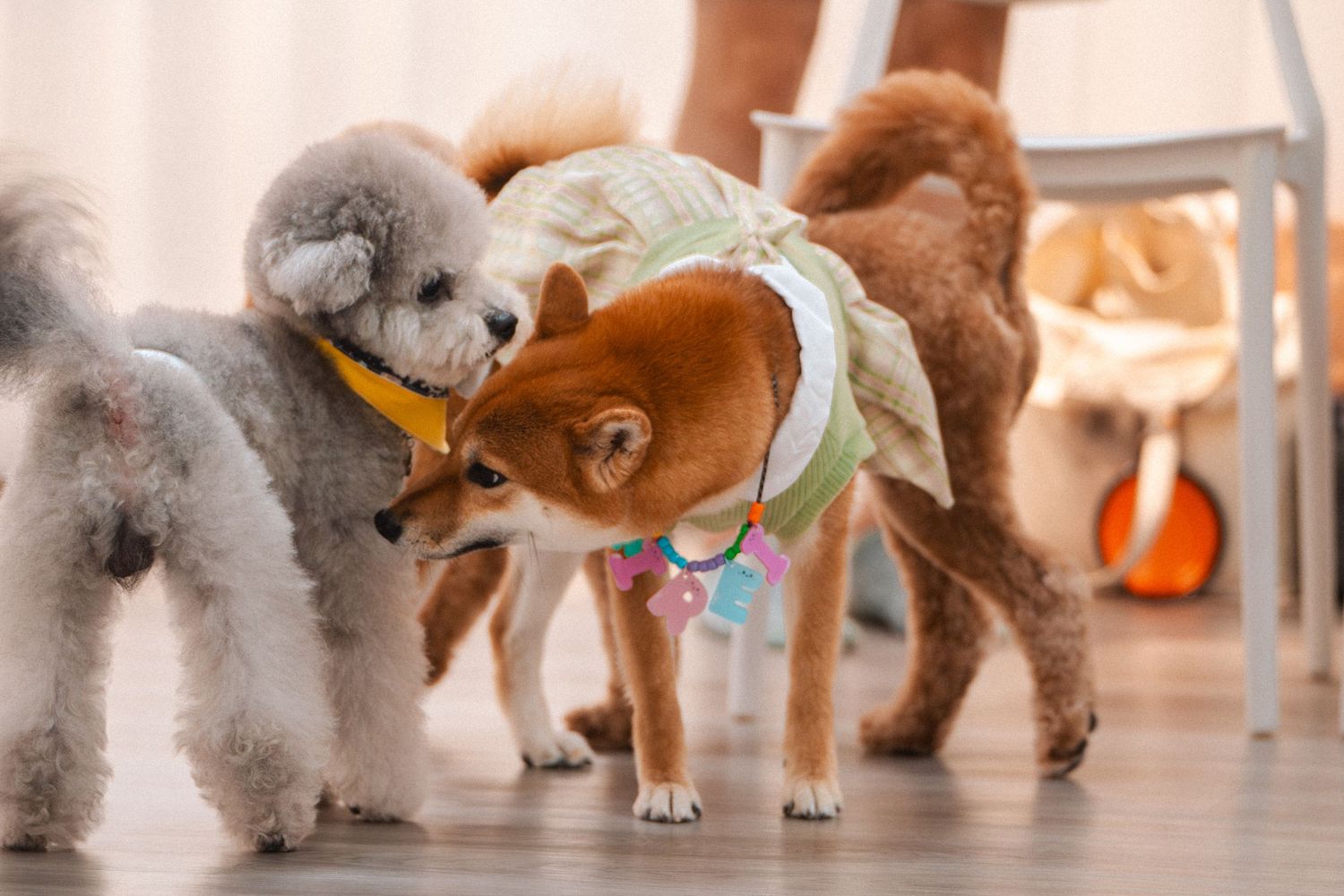 Three small dogs, including a gray poodle and a Shiba Inu in a dress, sniffing each other indoors.