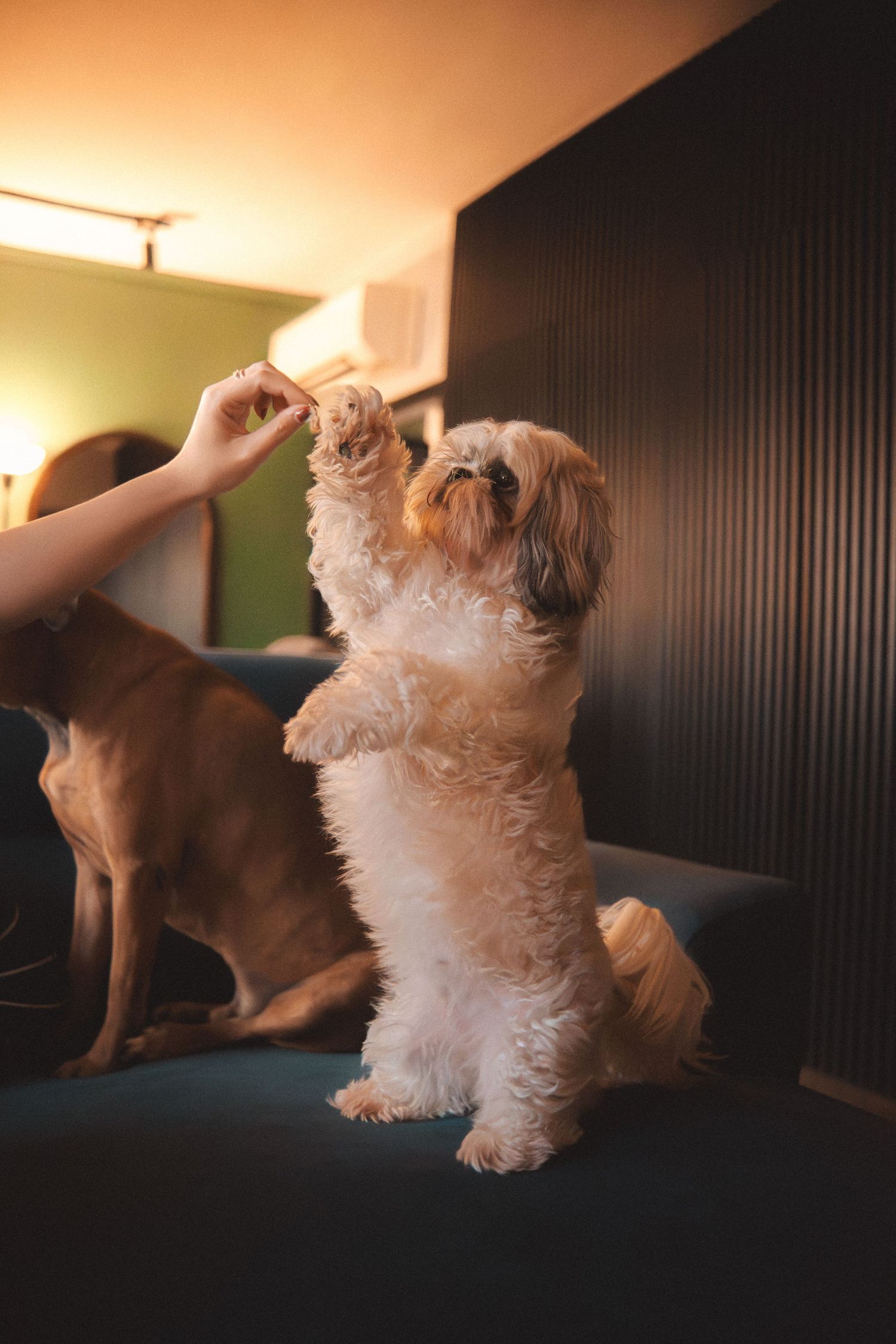 A sequence of photos shows a small fluffy dog jumping and playing energetically on a dark couch in warm lighting.