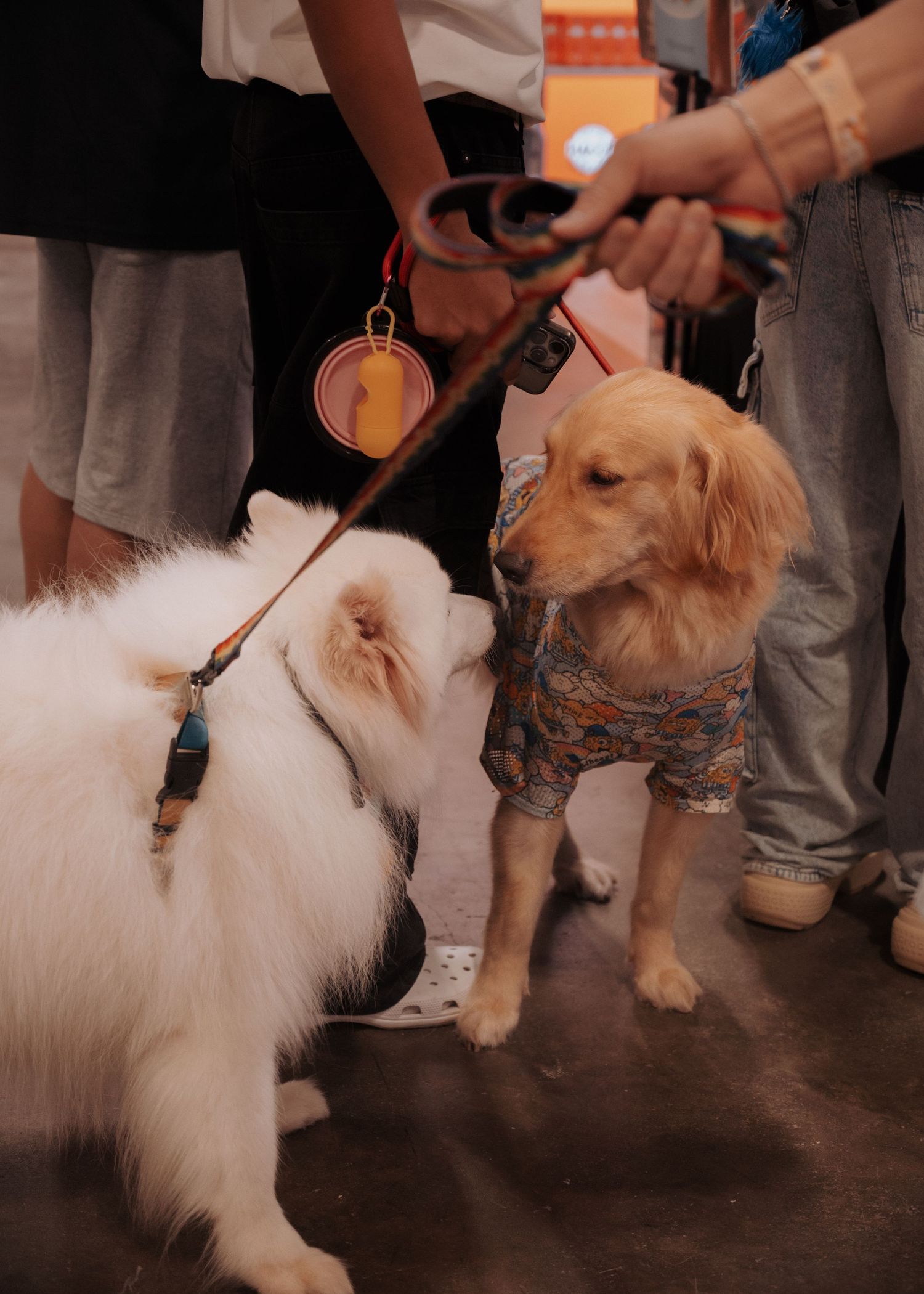 Fluffy white dog being petted while walking on a leash.