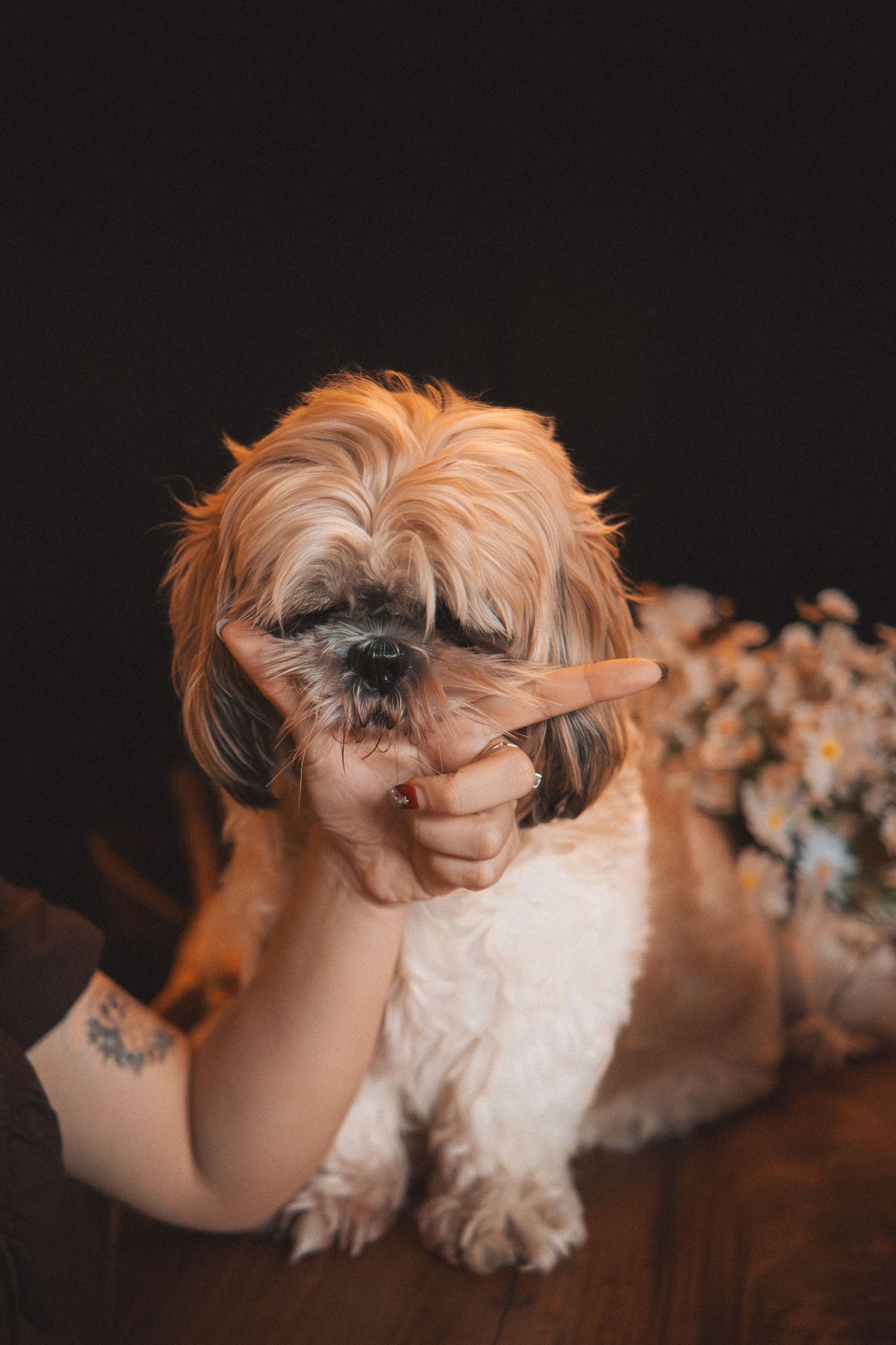 A small Shih Tzu dog with fluffy brown and white fur lies on a dark wooden surface.