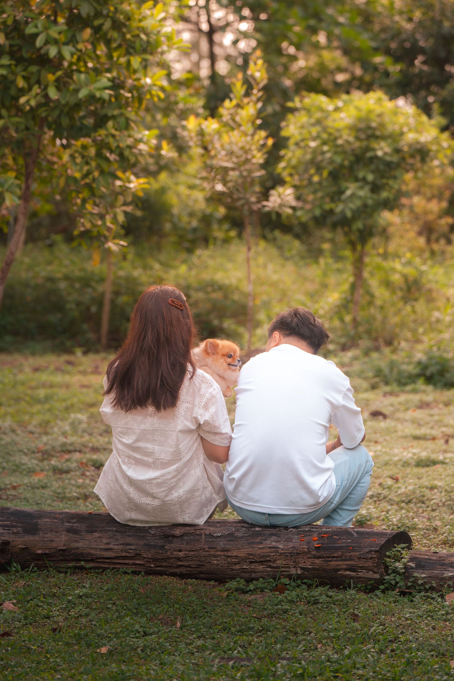 Couple sitting on a log in a green park with a small Pomeranian dog, viewed from behind on a sunny day.