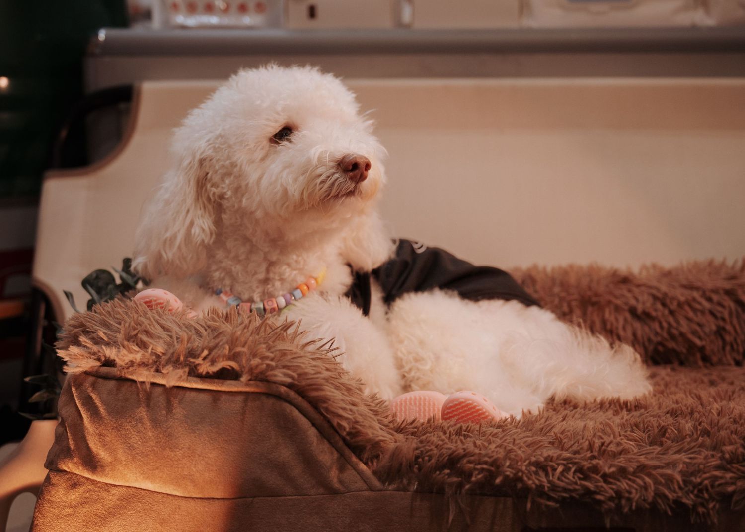 Fluffy white dog resting comfortably on a plush brown blanket.