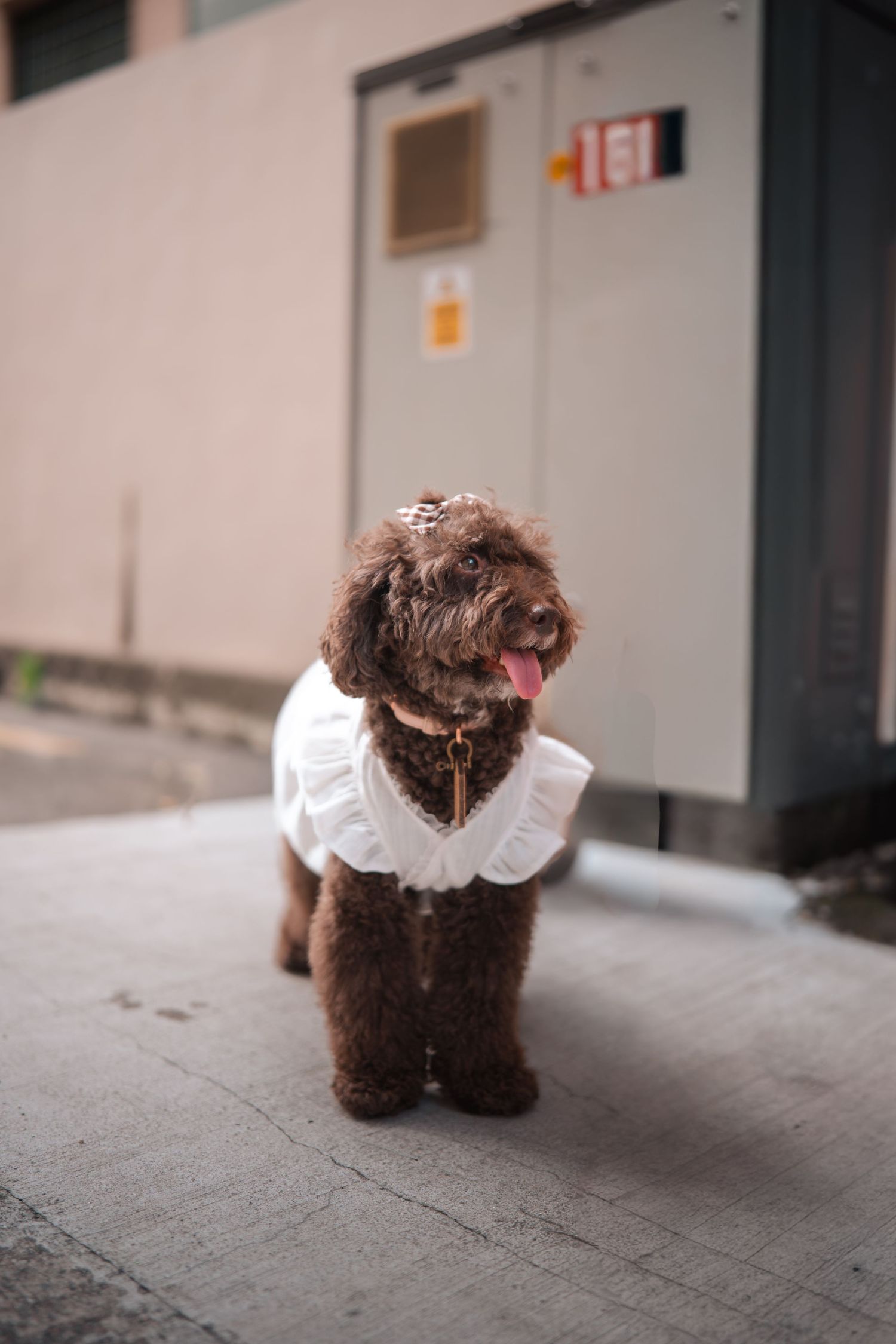 Small brown dog wearing a white collar walks across a concrete floor in a sequence of four photos.