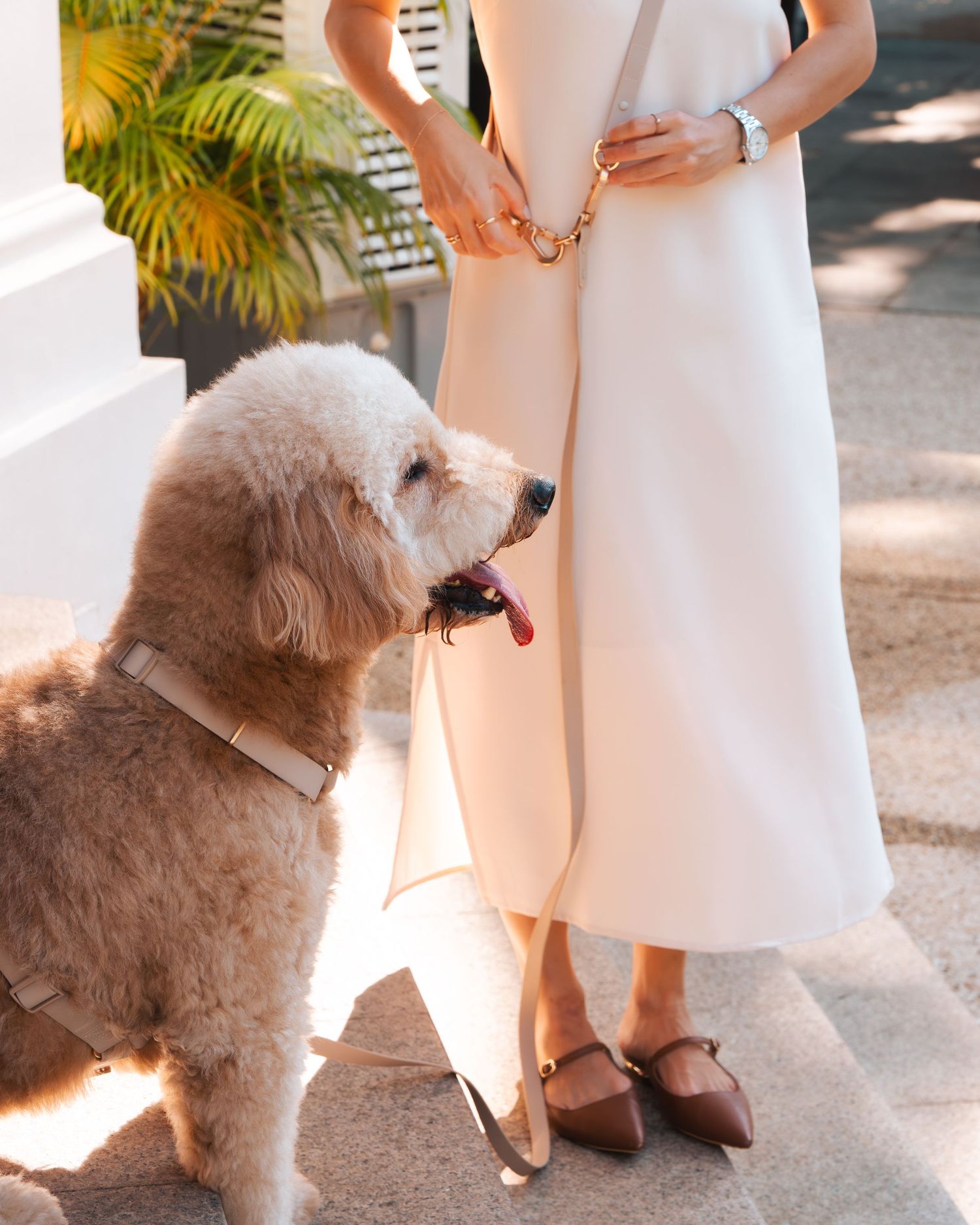 White poodle standing next to someone wearing a white dress in an outdoor setting.