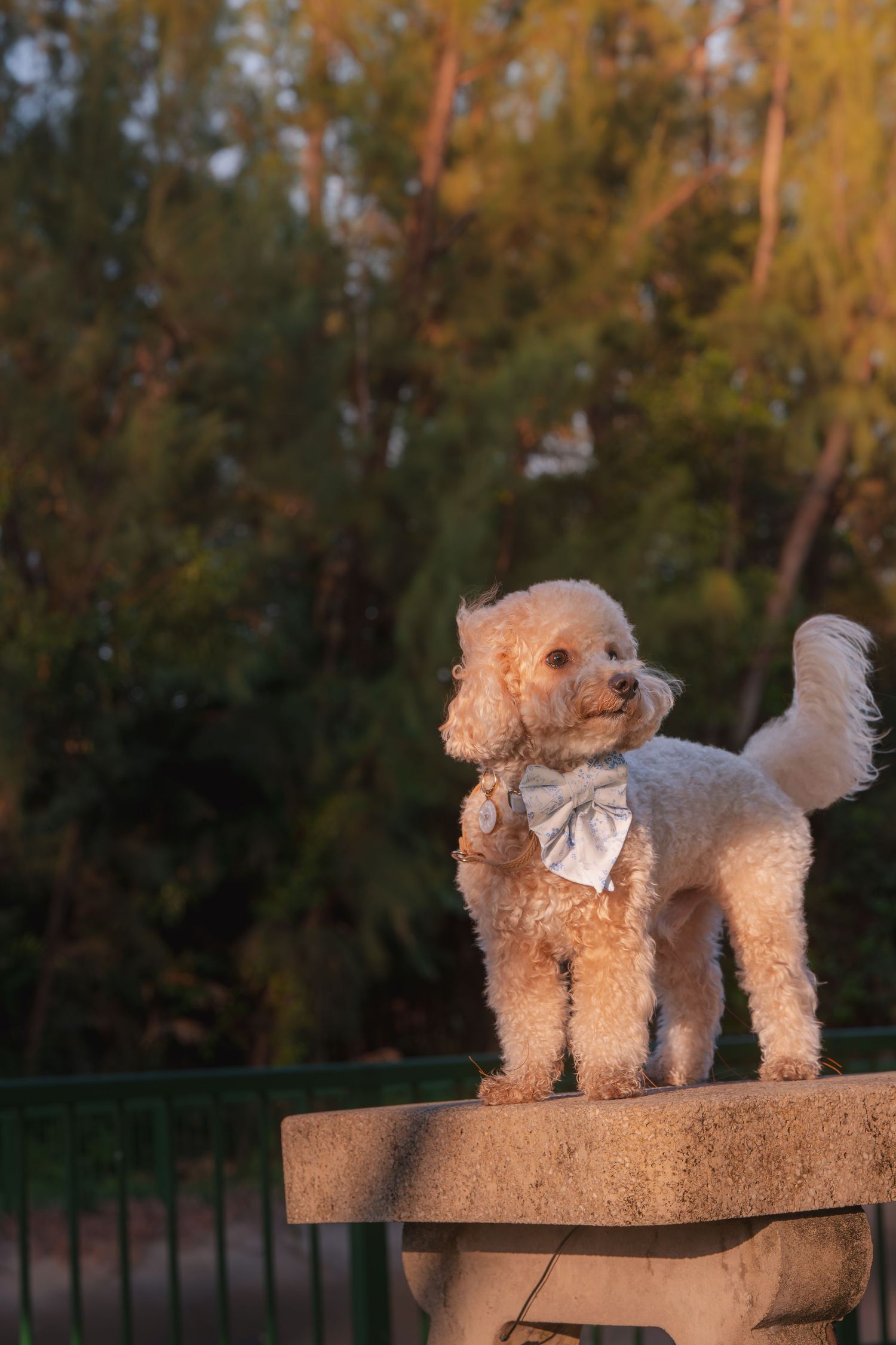 A fluffy white poodle wearing a bow tie stands on a stone bench outdoors at sunset with green trees in the background.