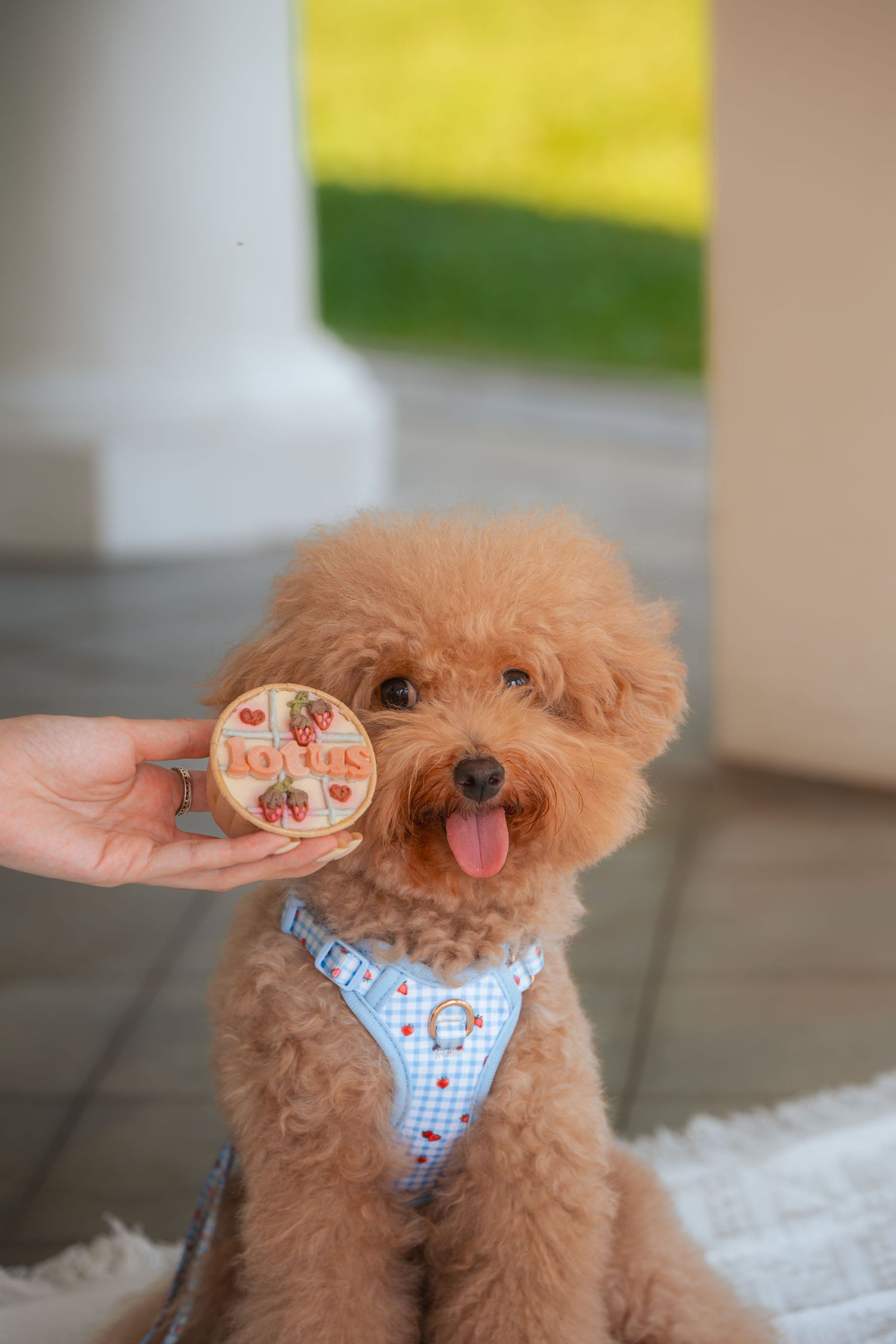 Fluffy brown toy poodle with tongue out wearing blue gingham harness, being offered a Lotus biscoff cookie by hand.