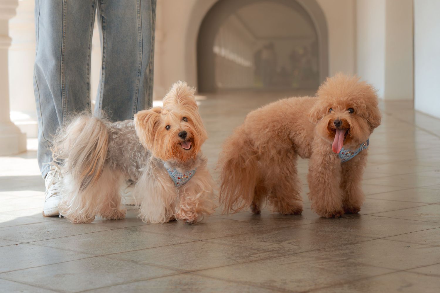 Two small fluffy dogs, a Yorkie and a Poodle mix, standing on tile floor beside a person's legs.