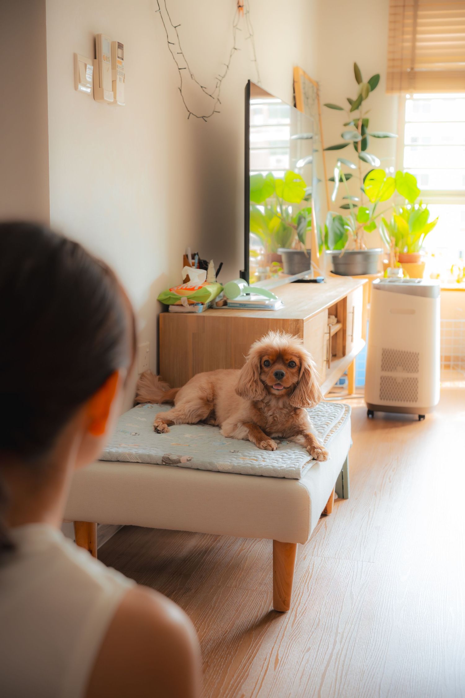 A Cavalier King Charles Spaniel rests on a bench pad while a woman sits nearby in a bright, plant-filled living room.